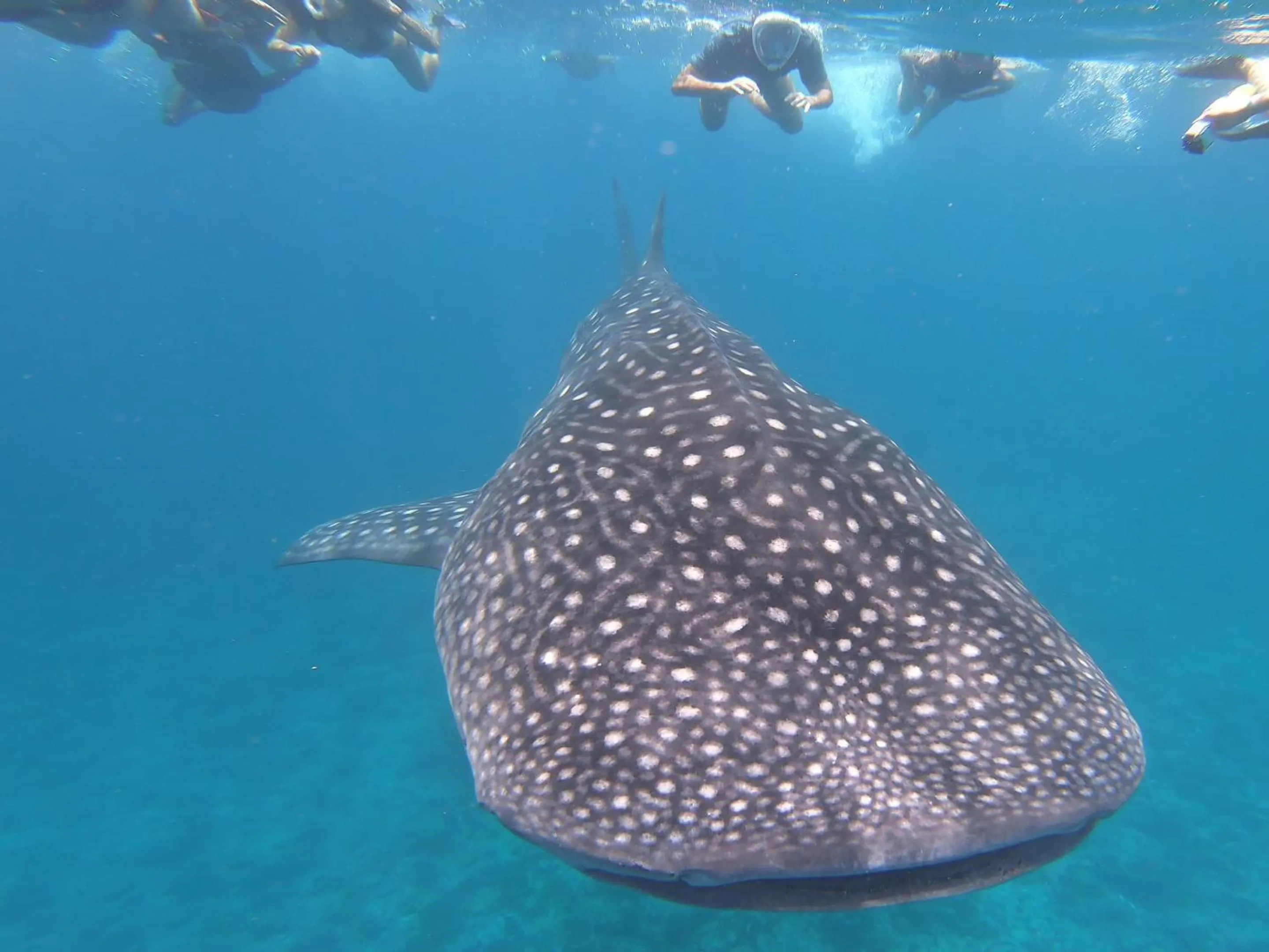 Snorkeling in Dhangethi INN