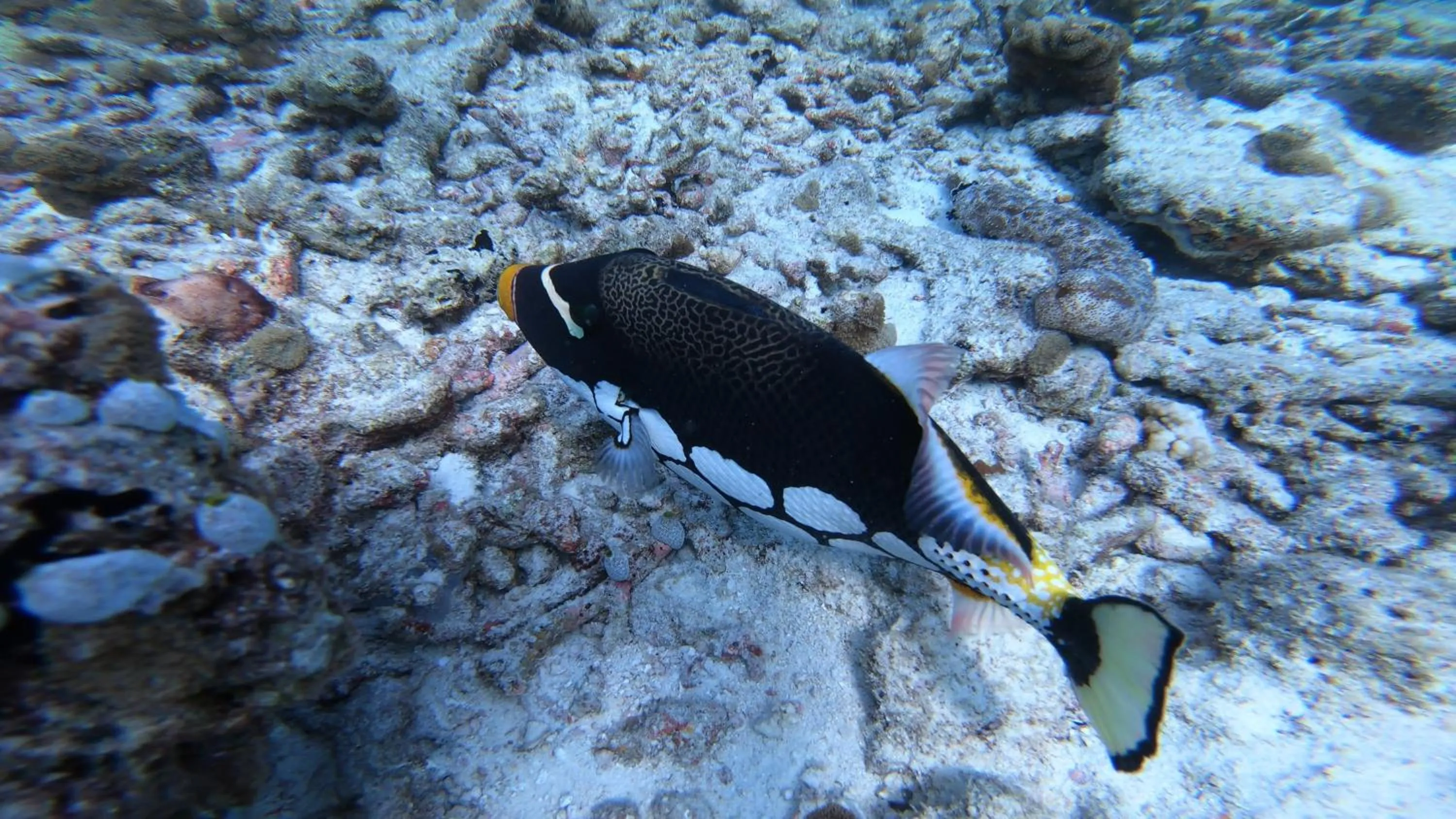Snorkeling in Dhangethi INN