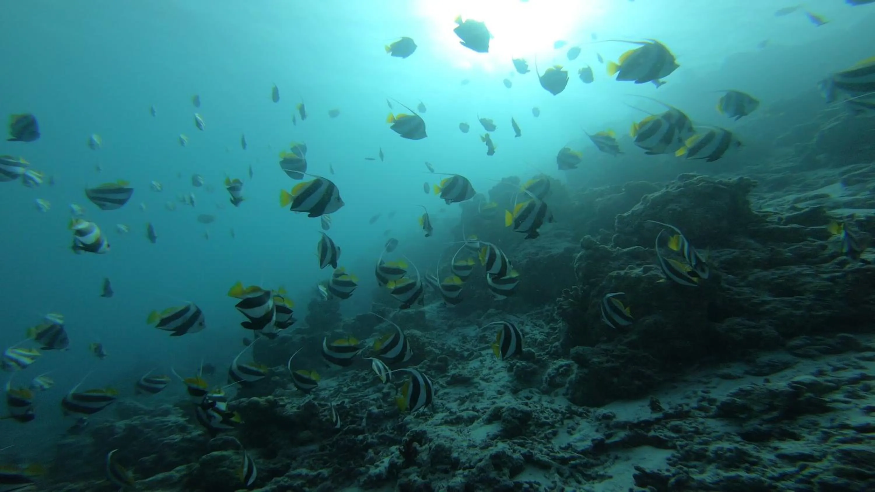 Snorkeling in Dhangethi INN