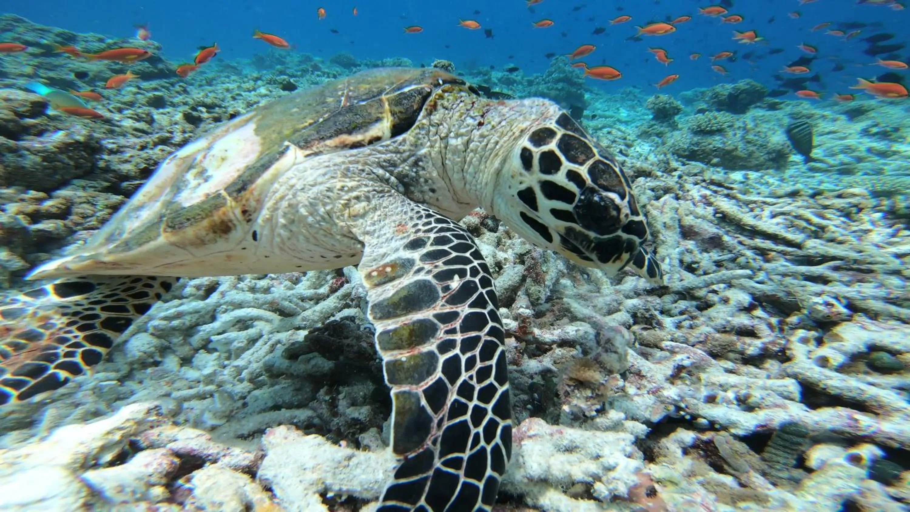 Animals in Dhangethi INN