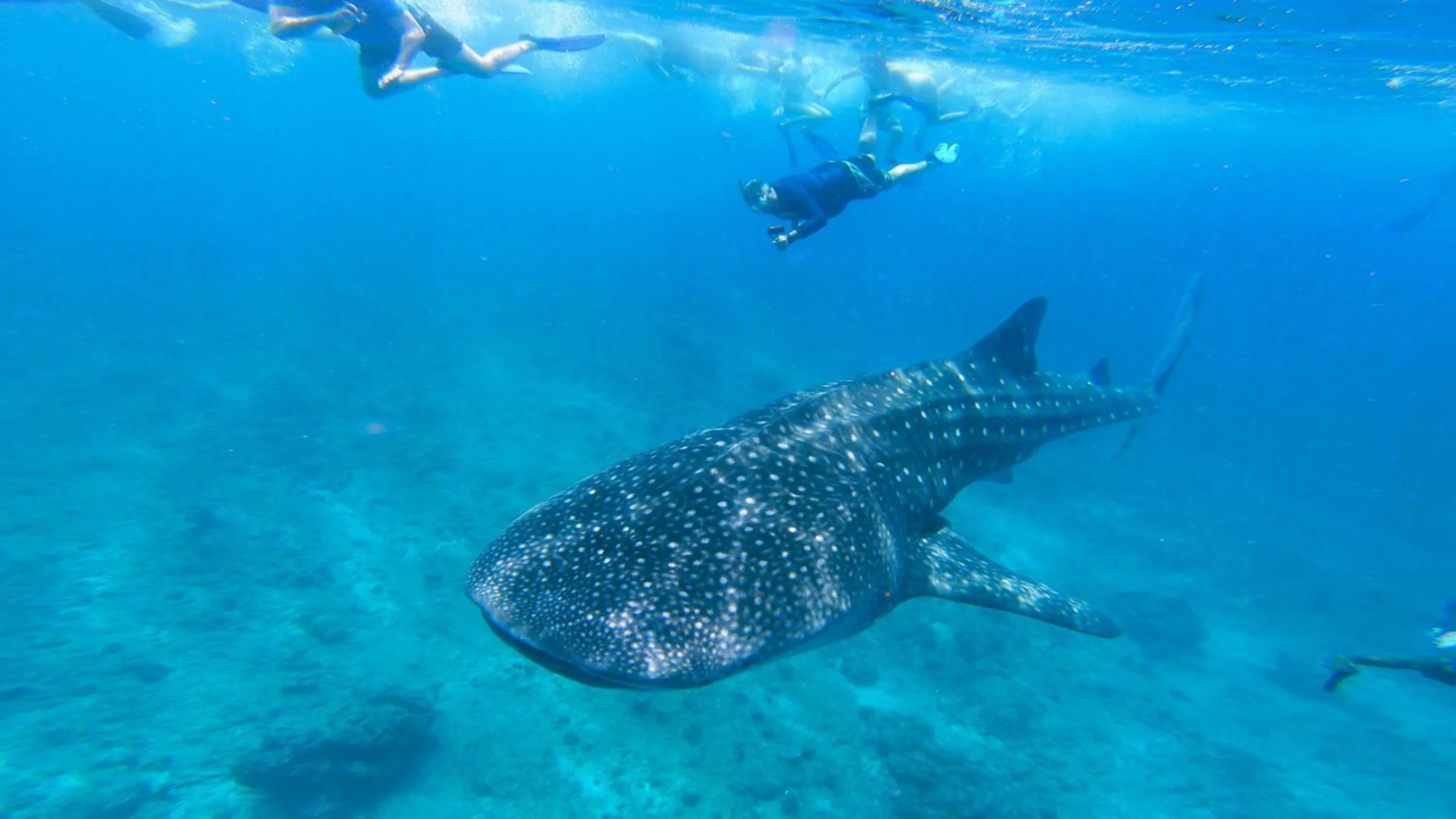 Snorkeling in Dhangethi INN
