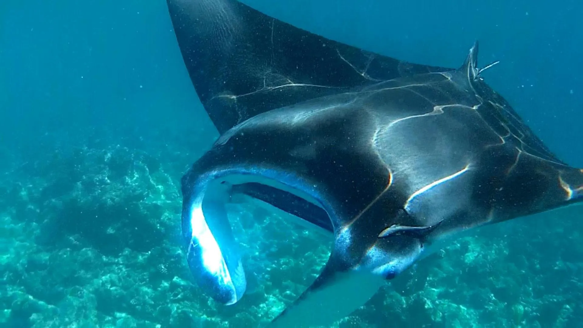 Snorkeling in Dhangethi INN