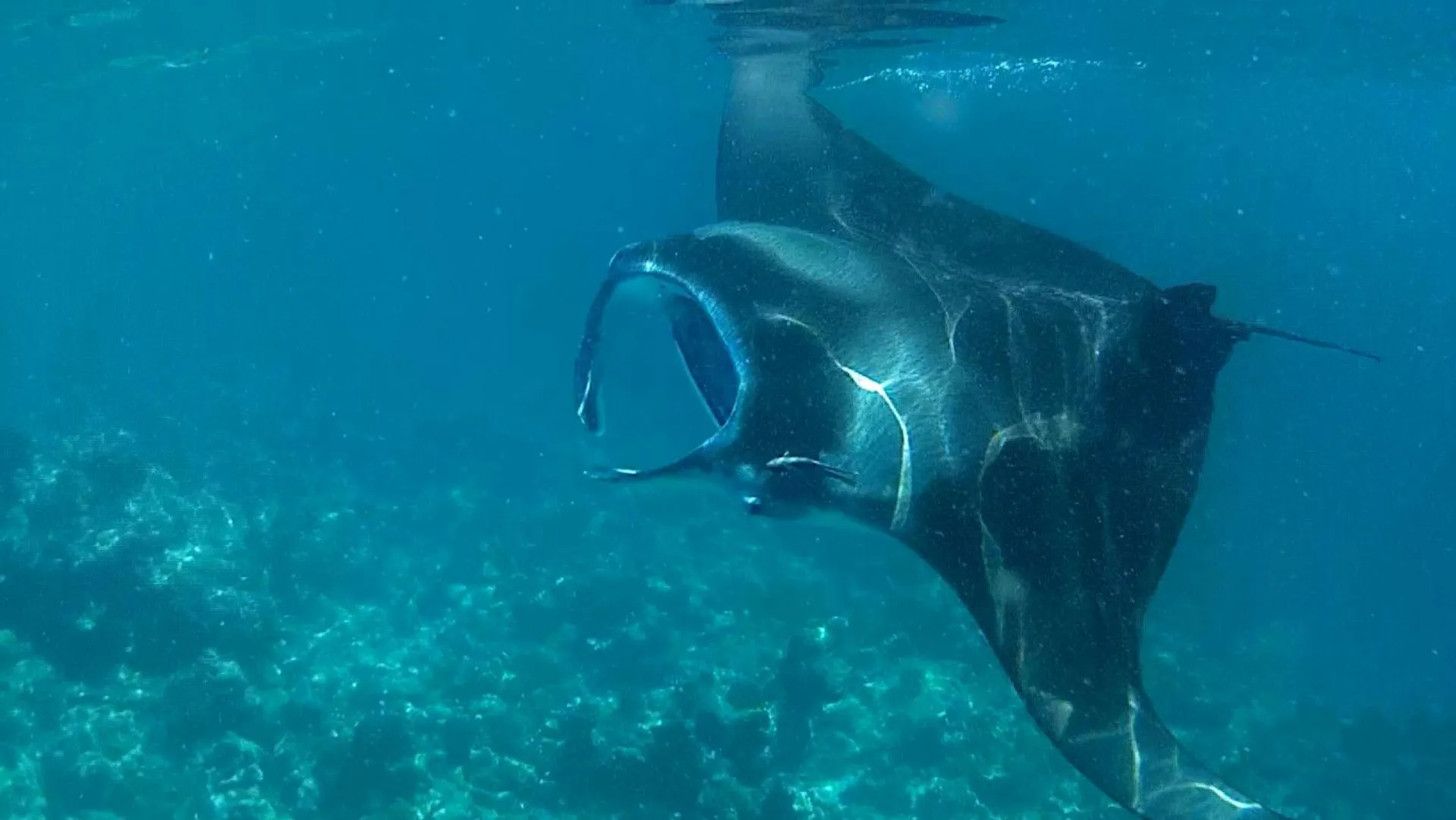Snorkeling in Dhangethi INN