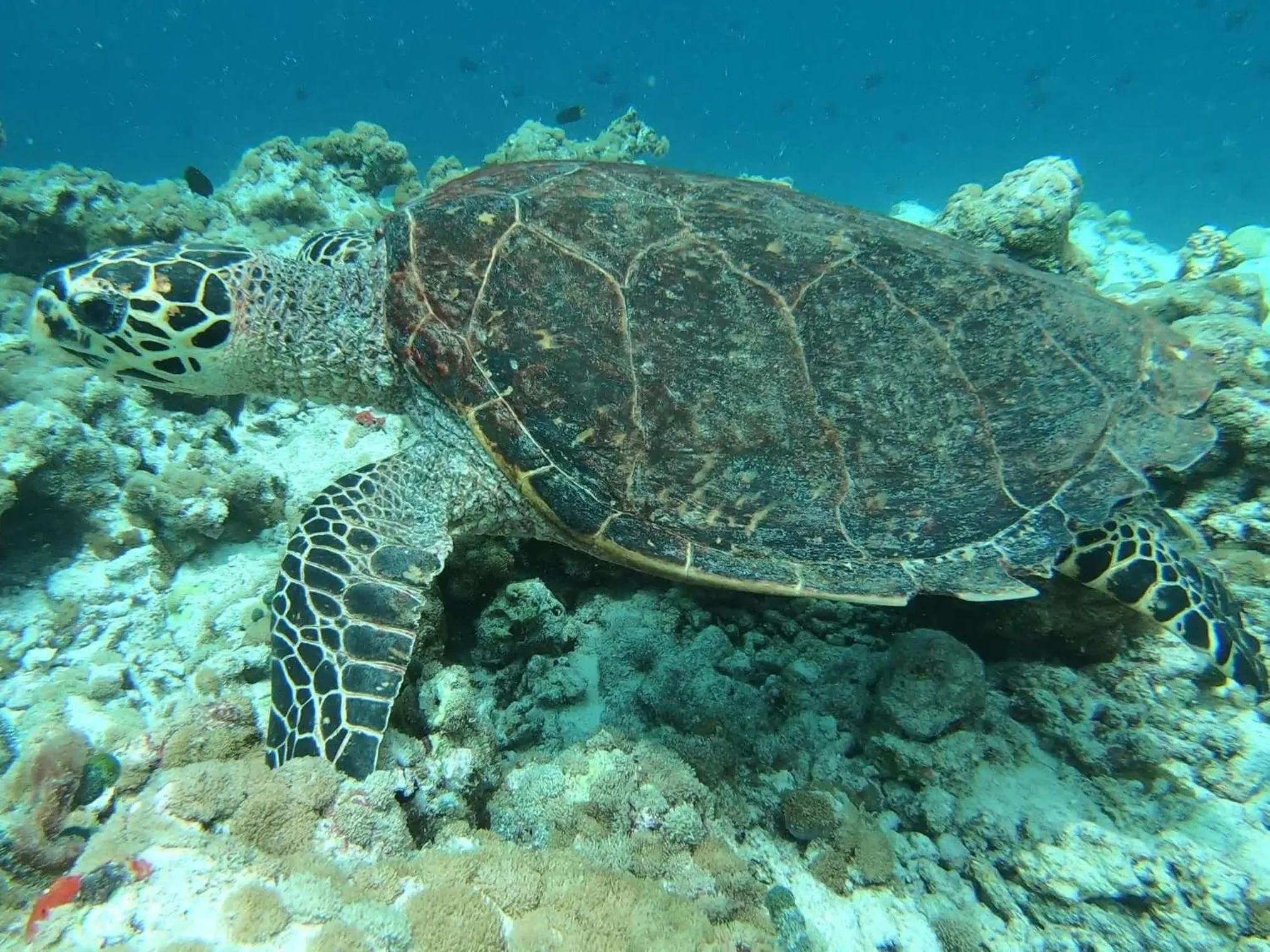 Snorkeling in Dhangethi INN
