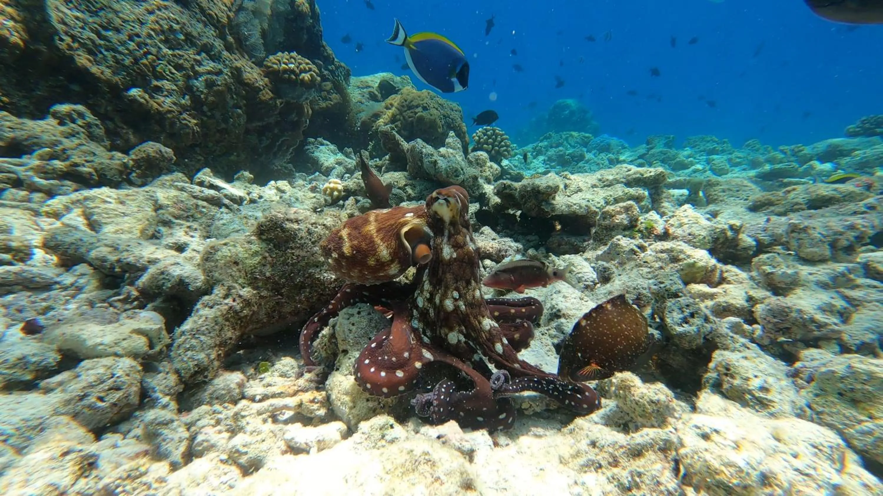 Snorkeling in Dhangethi INN