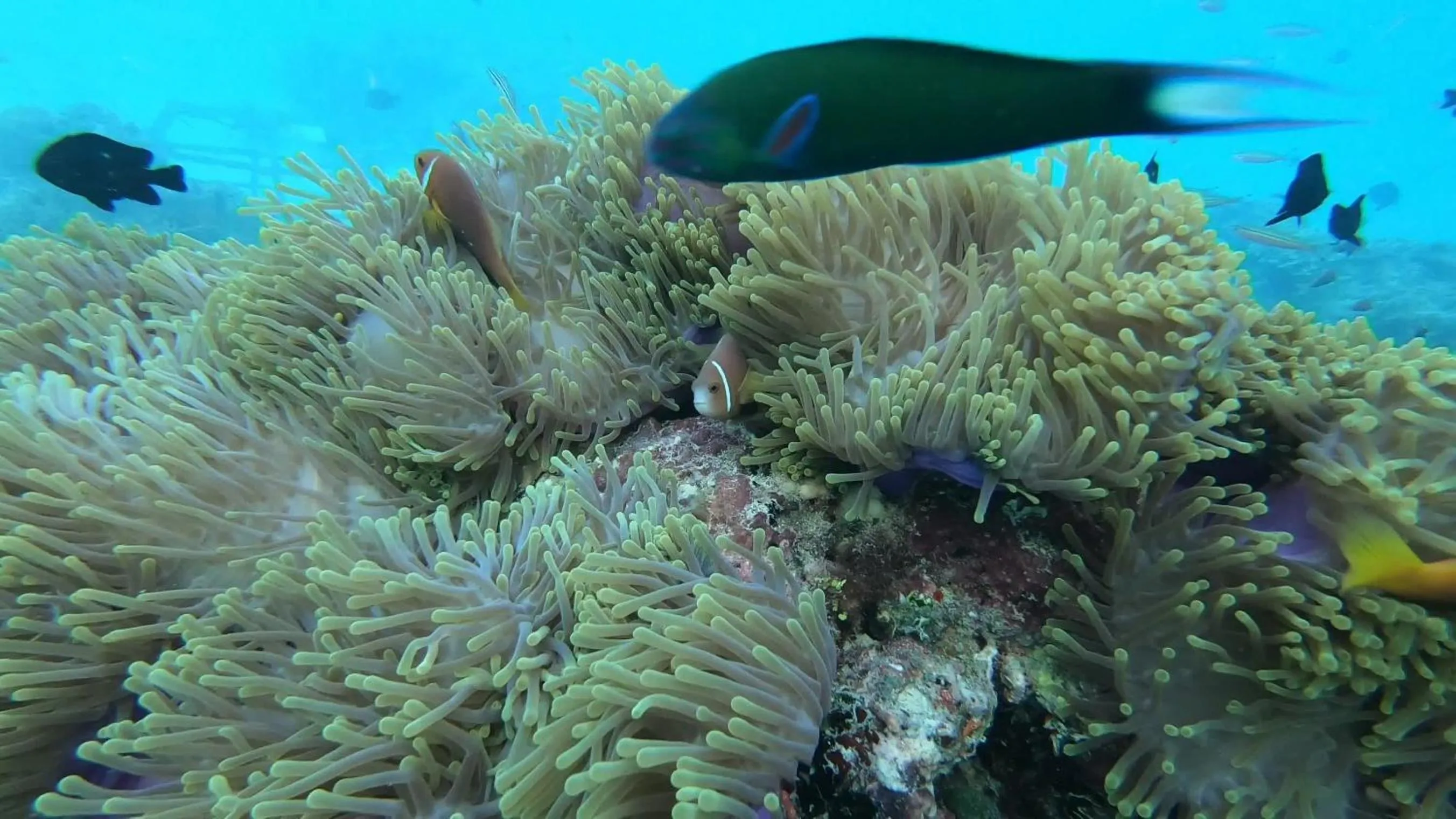 Snorkeling in Dhangethi INN