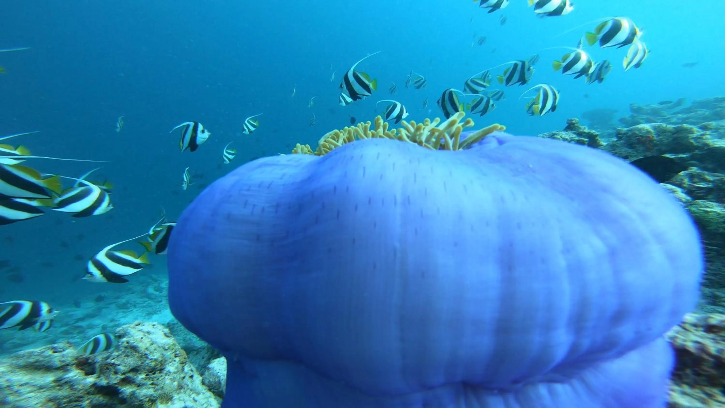Snorkeling in Dhangethi INN
