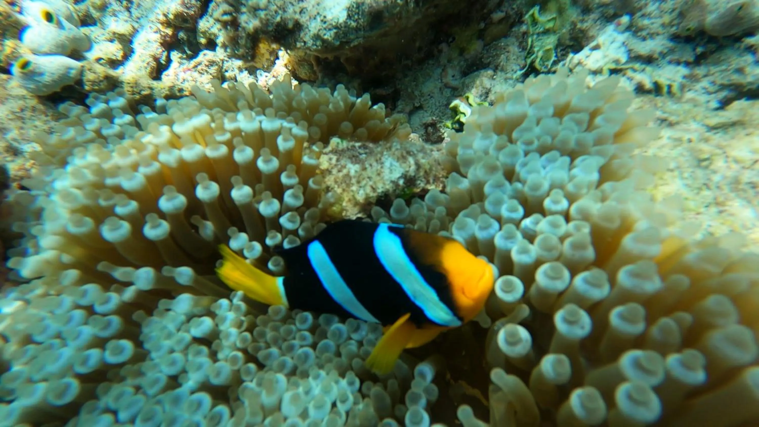 Snorkeling in Dhangethi INN