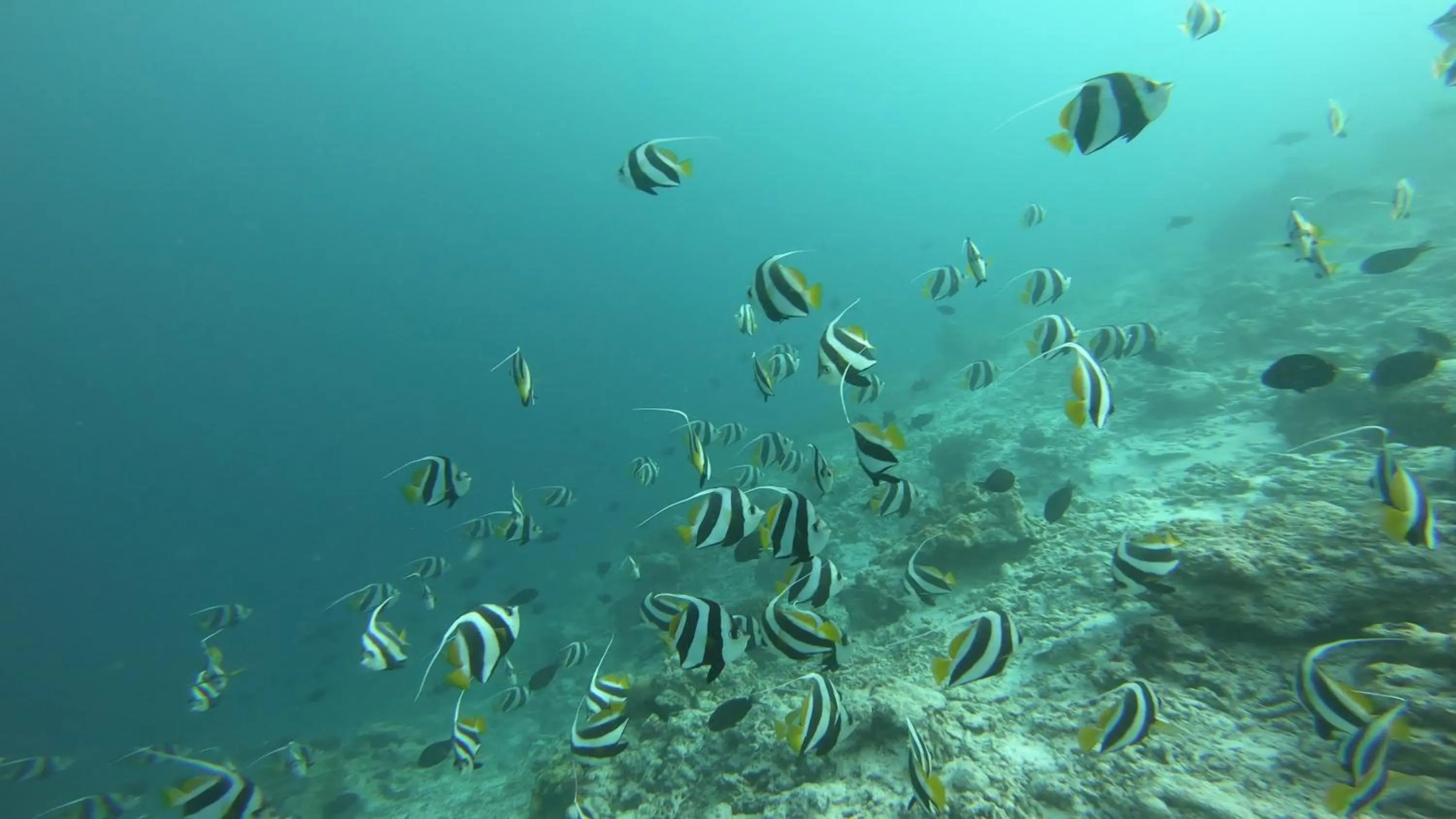 Snorkeling in Dhangethi INN