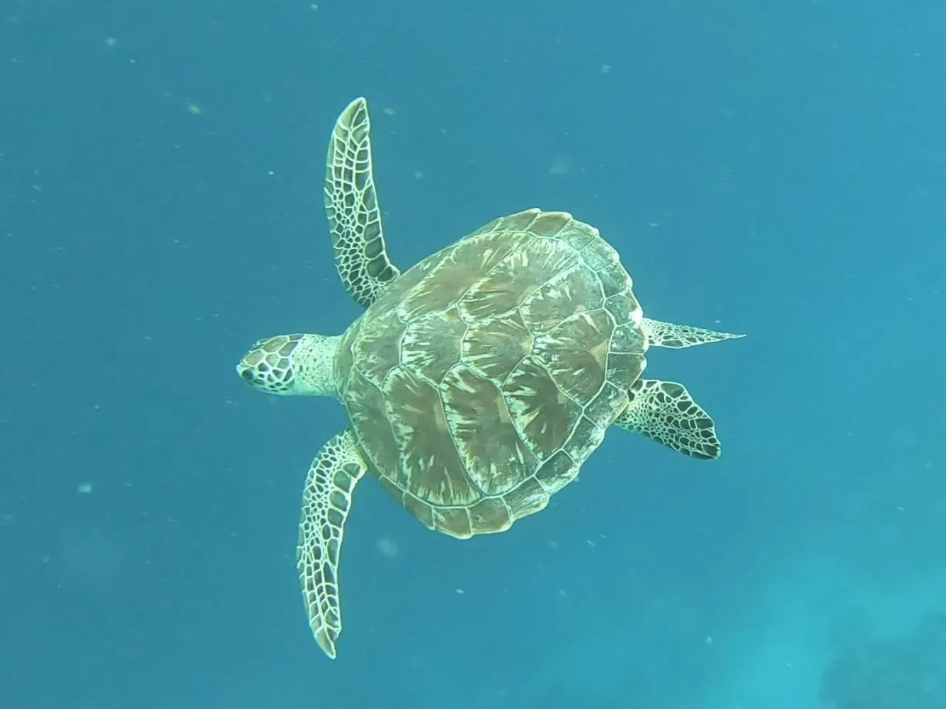 Animals in Dhangethi INN