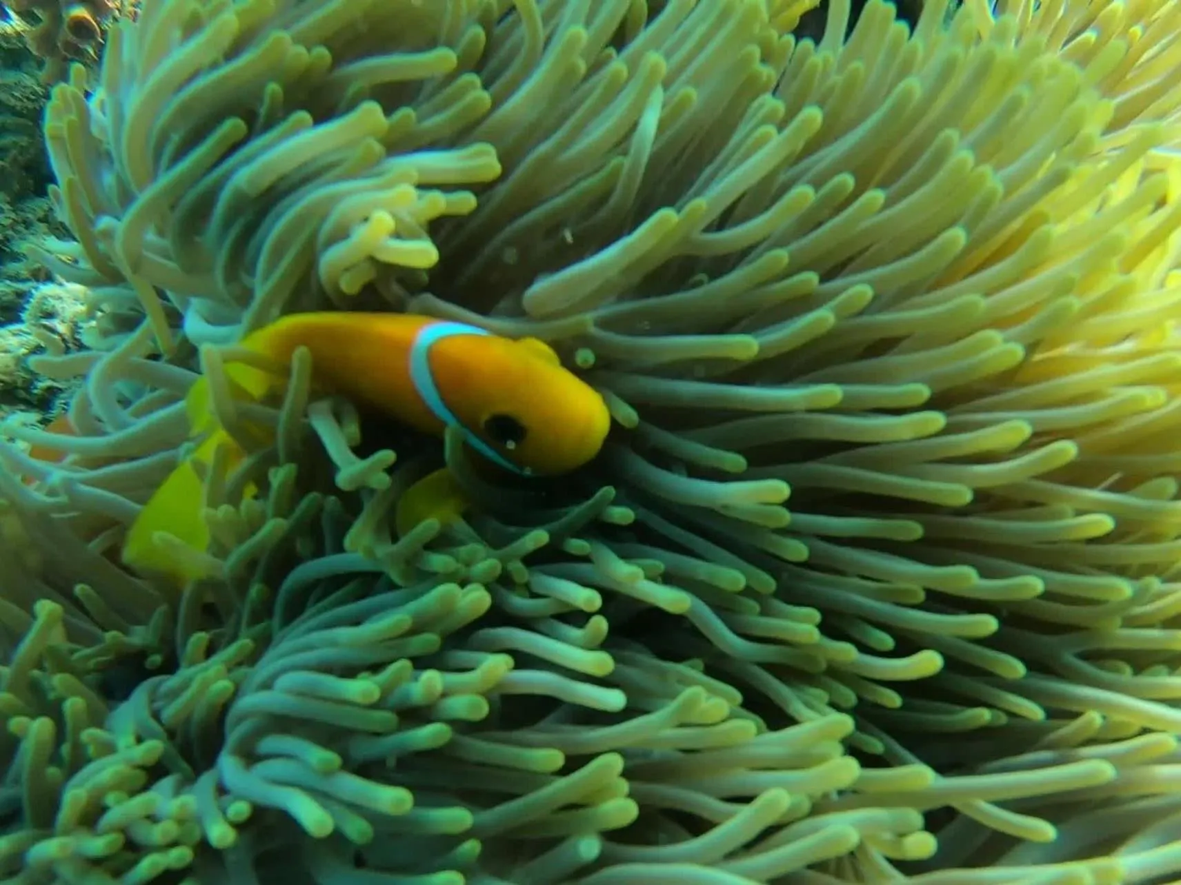 Snorkeling in Dhangethi INN