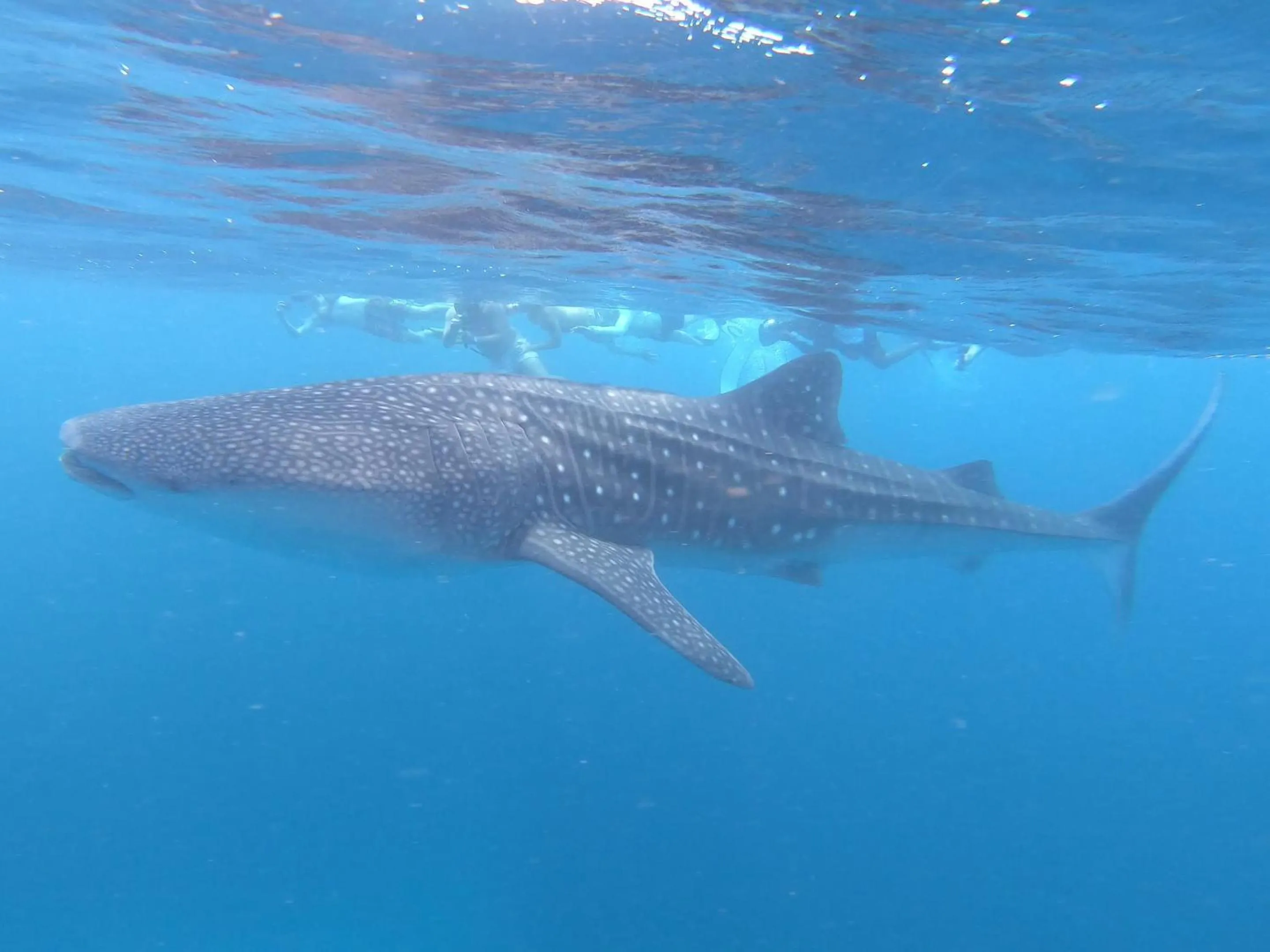Animals in Dhangethi INN