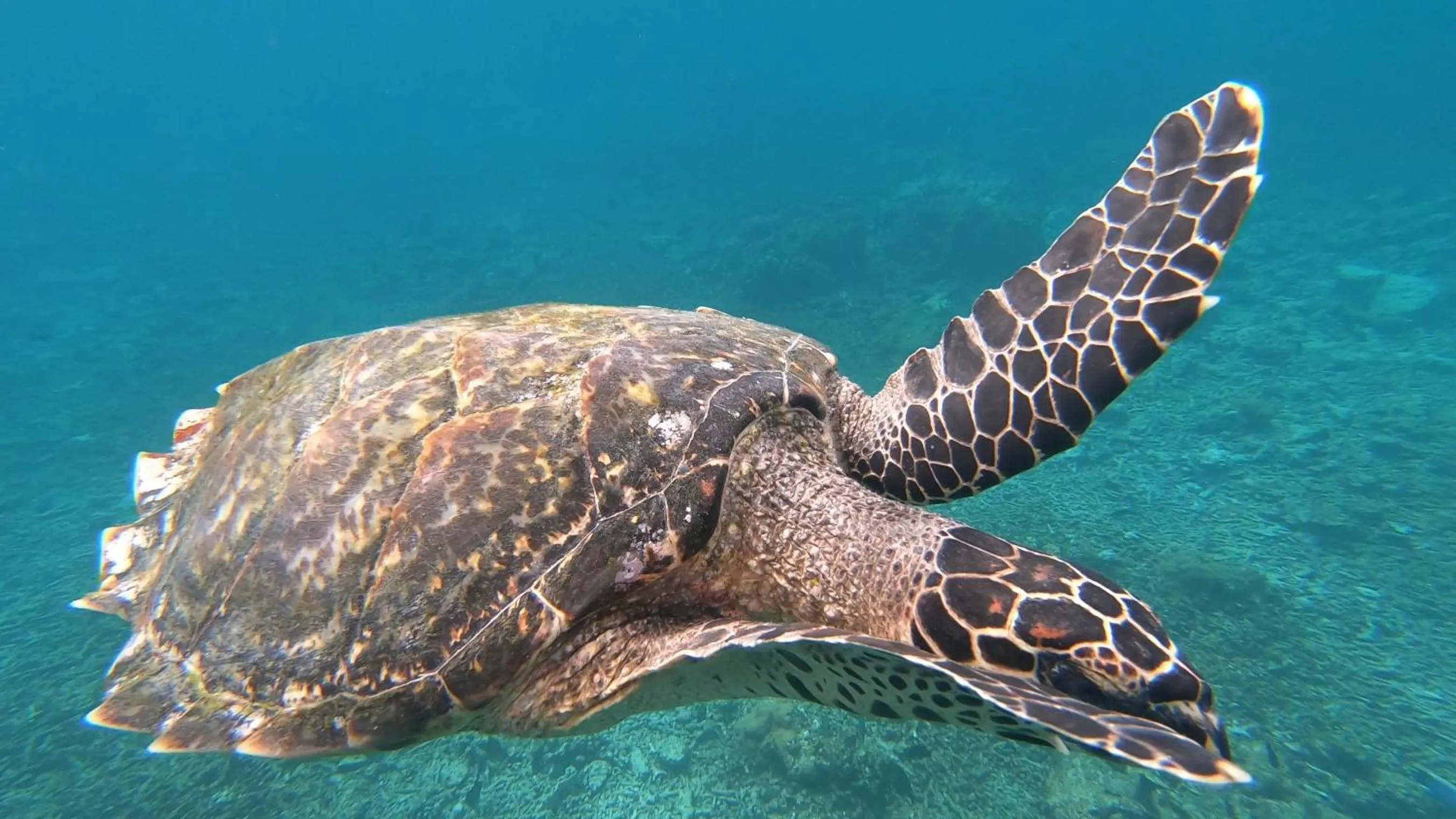 Snorkeling in Dhangethi INN