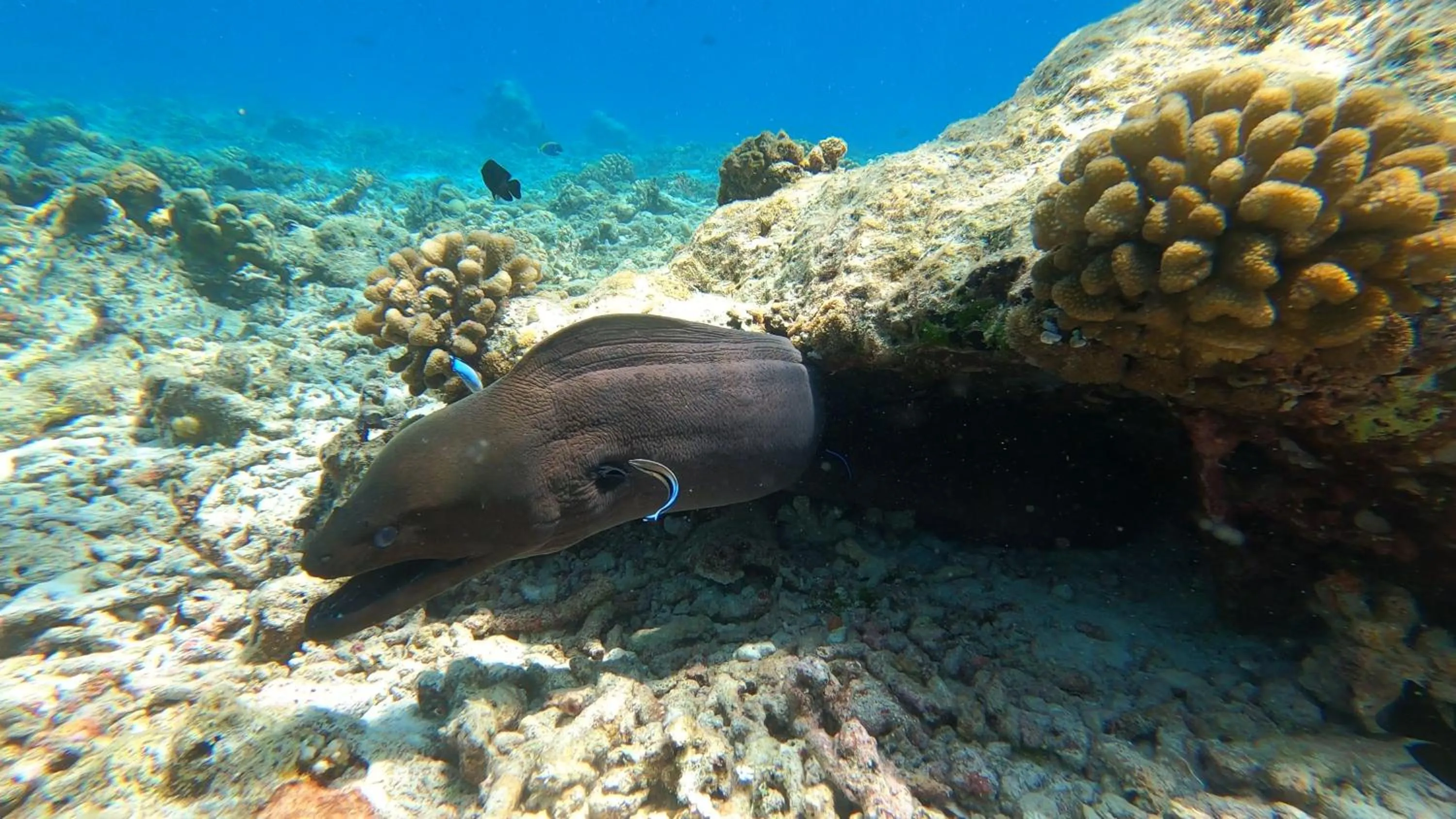 Snorkeling in Dhangethi INN
