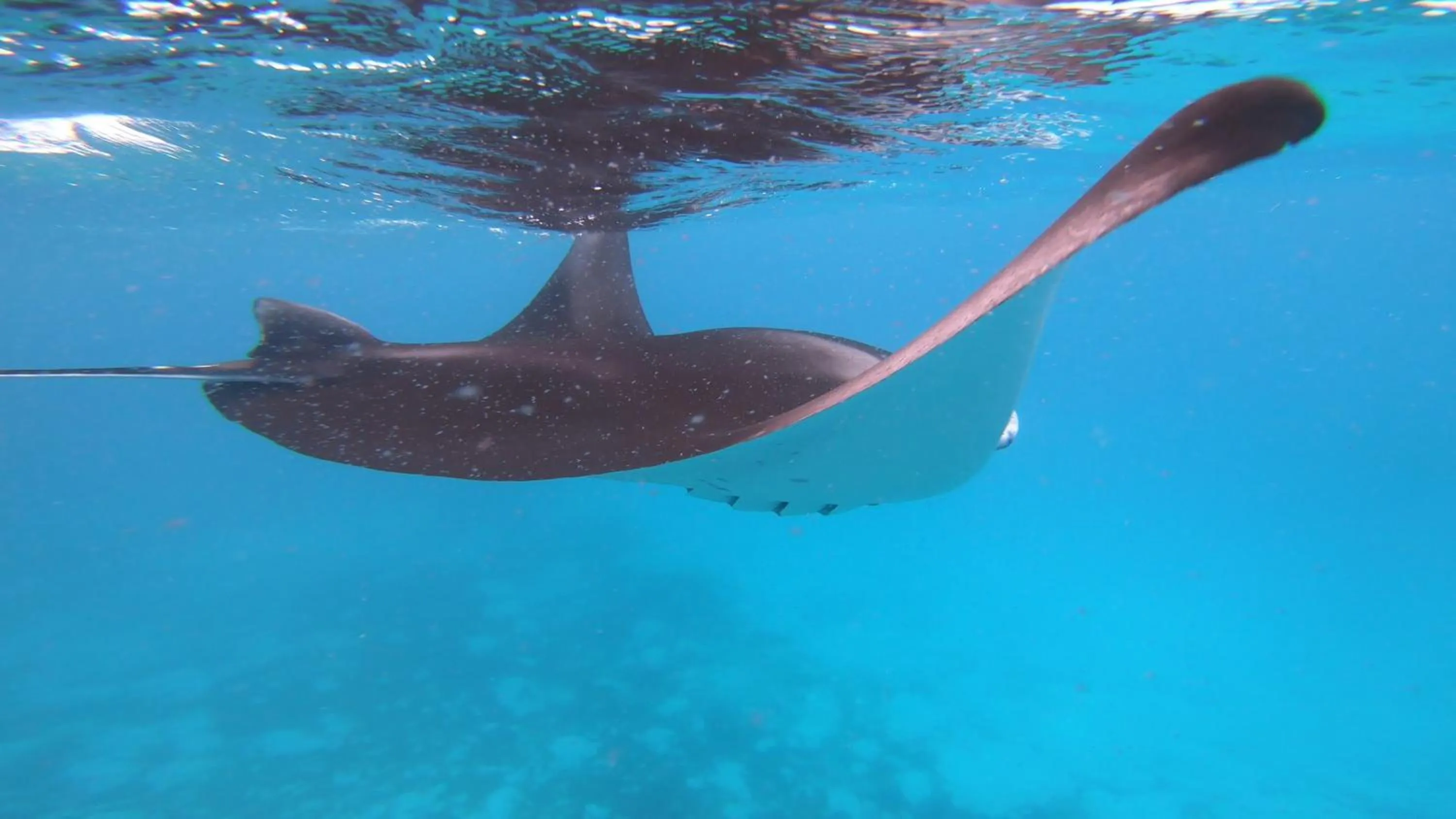 Snorkeling in Dhangethi INN