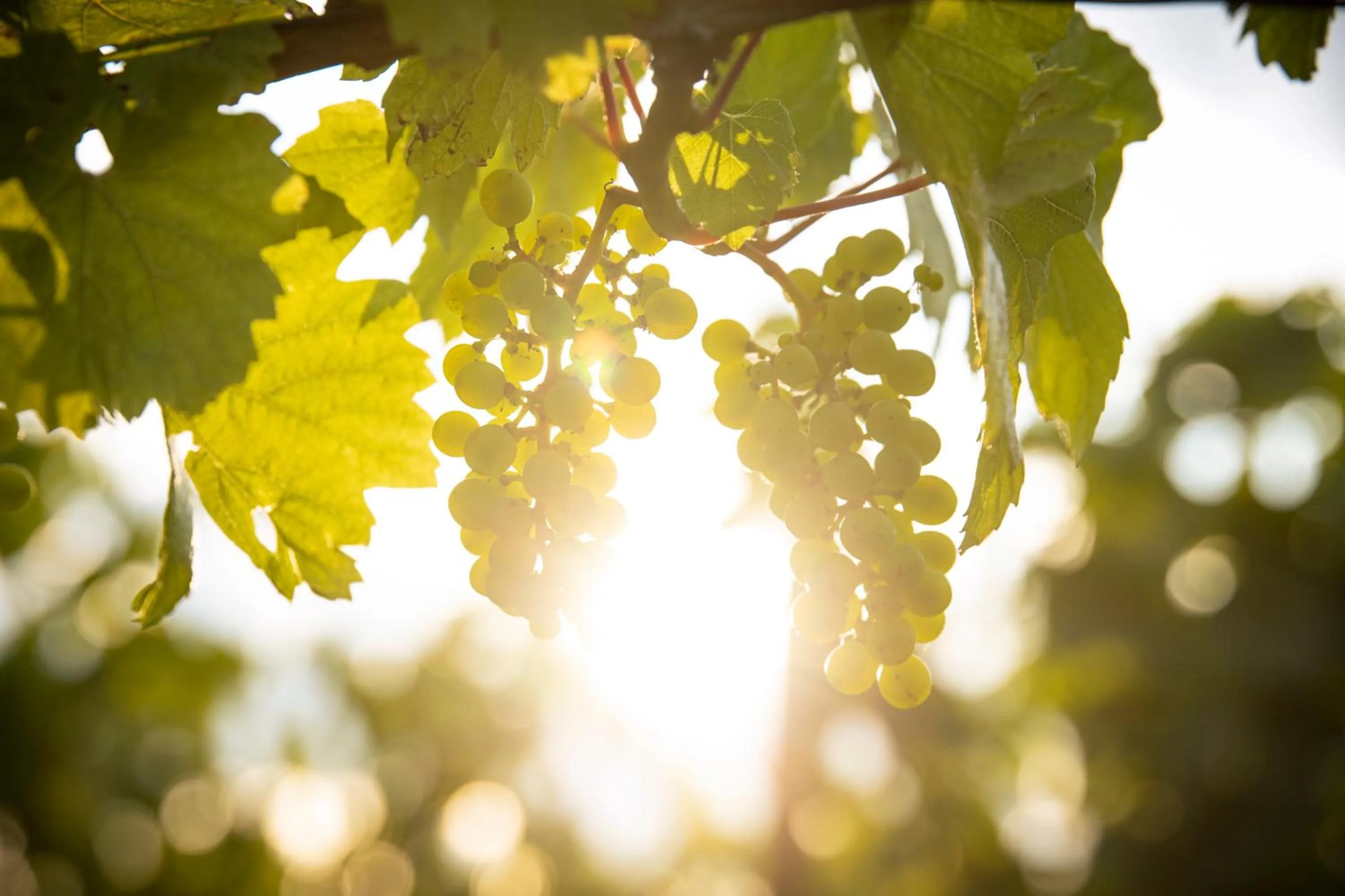 Other in Château de Pizay
