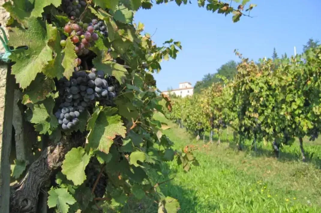 Agriturismo La Moraia