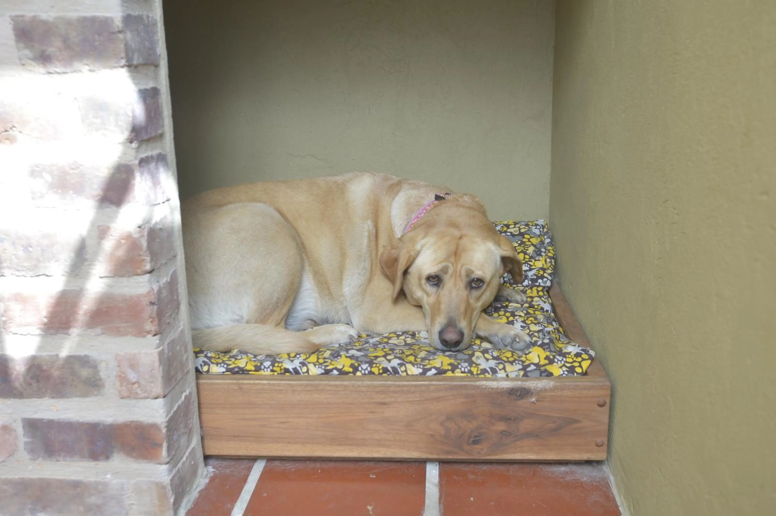 Pets in Hospederia Centro de Convenciones Duruelo