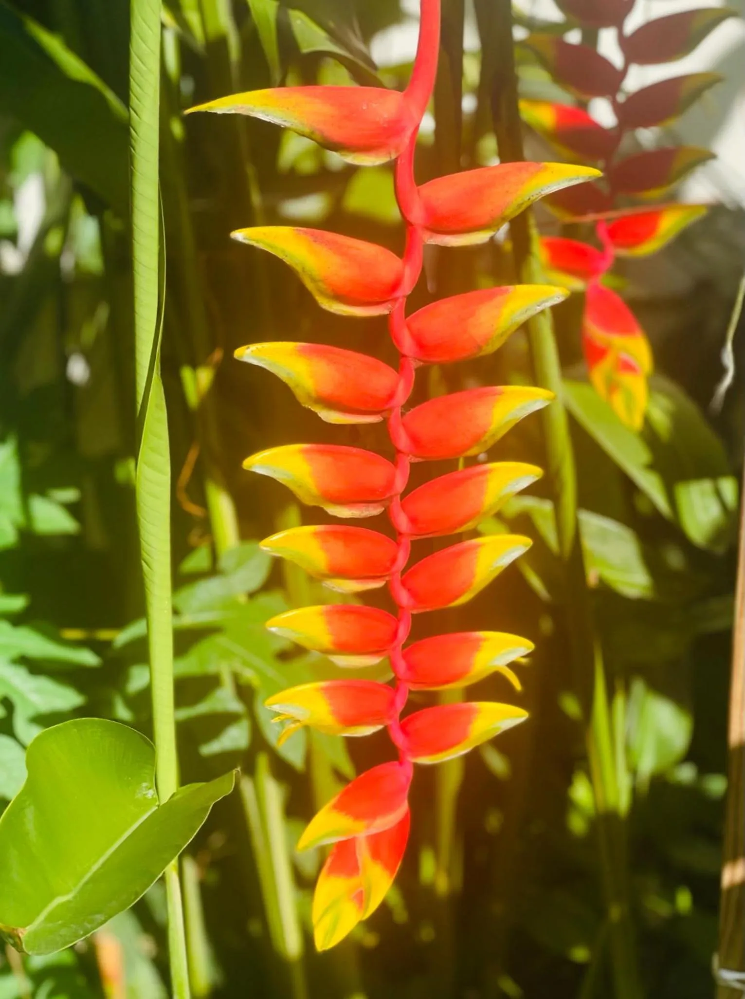 Garden in Mariposa Jungle Lodge