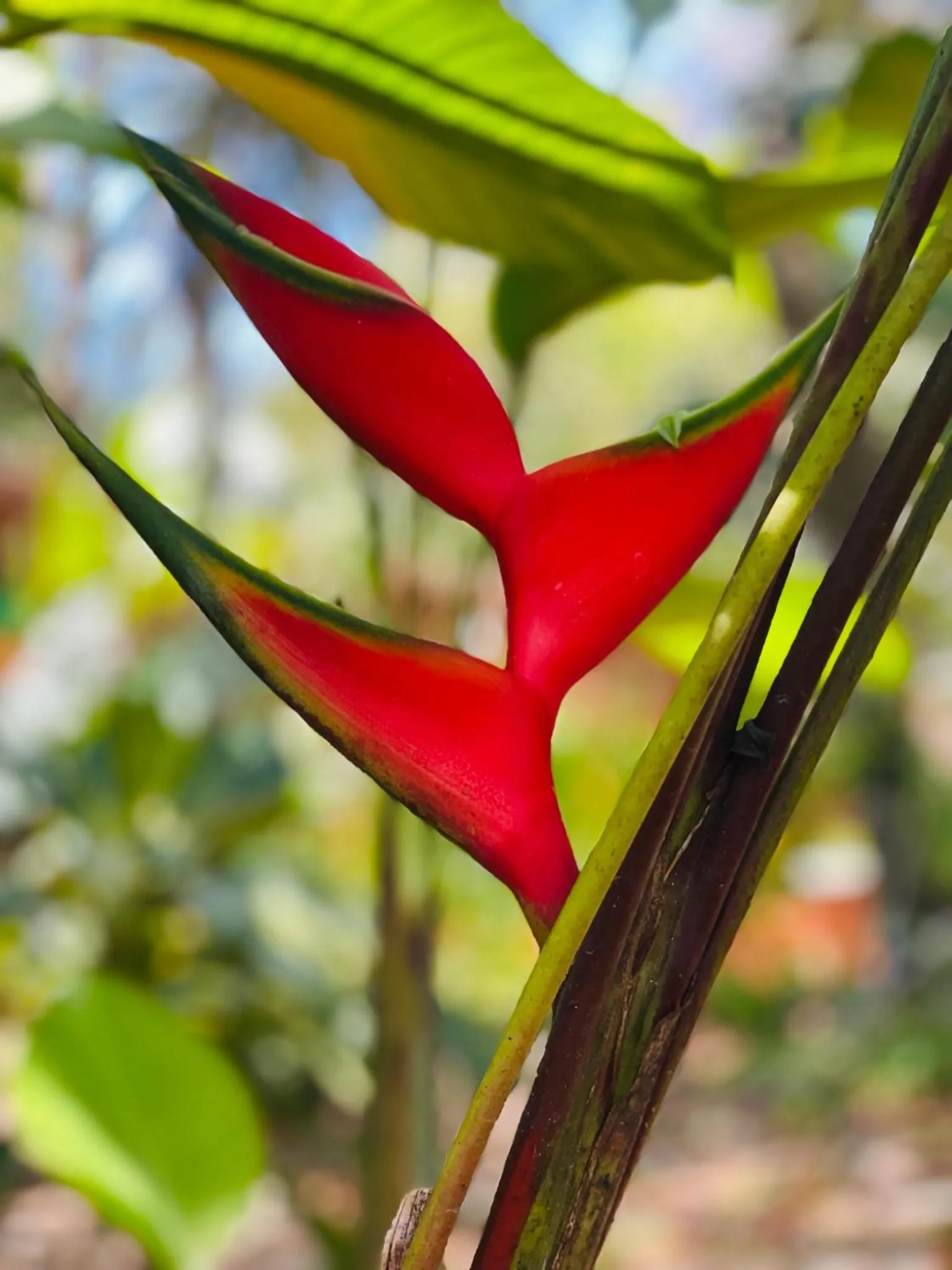 Garden in Mariposa Jungle Lodge