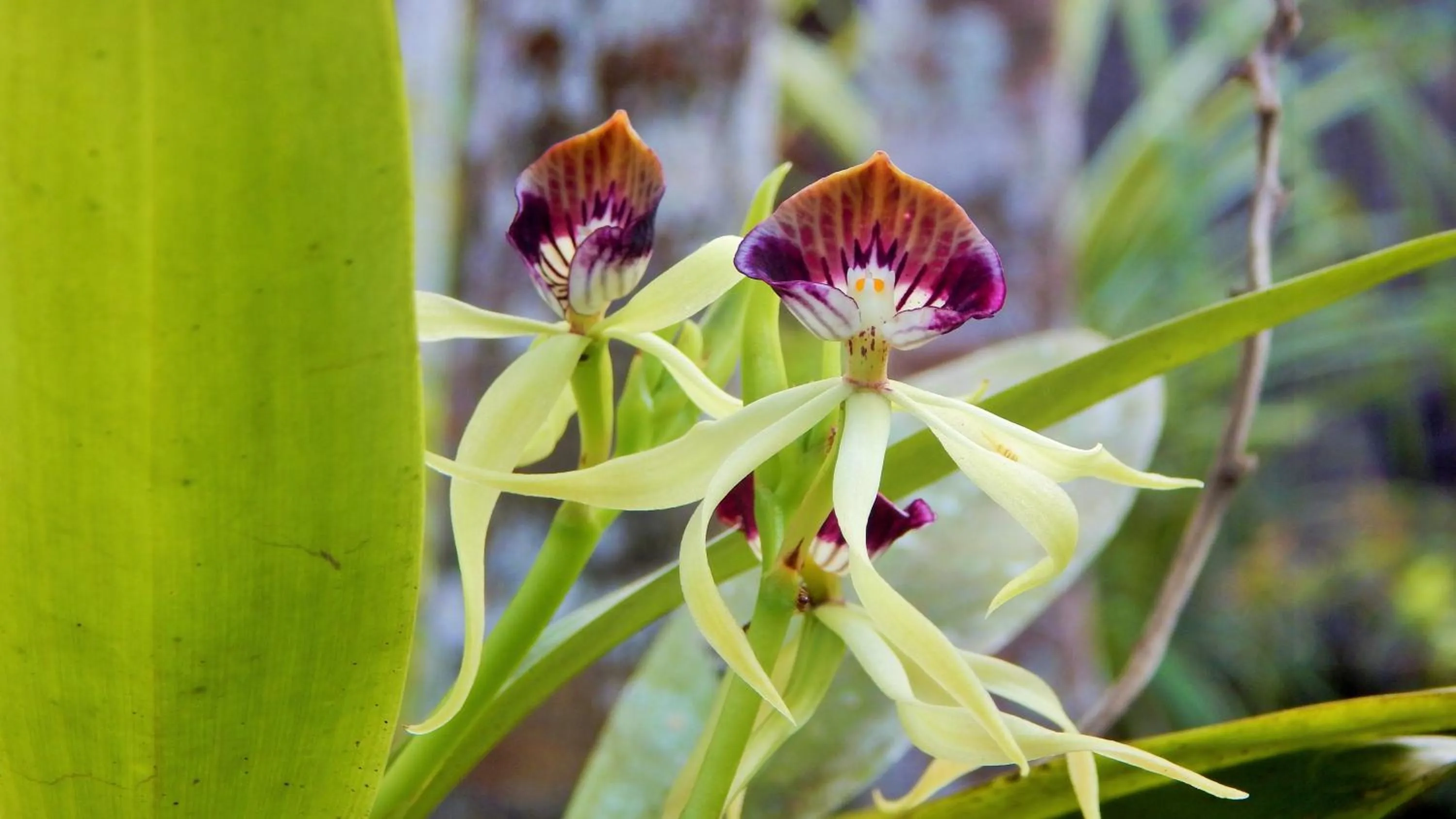 Garden in Mariposa Jungle Lodge