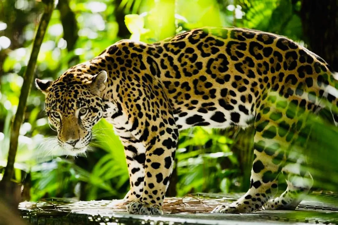 Natural landscape in Mariposa Jungle Lodge