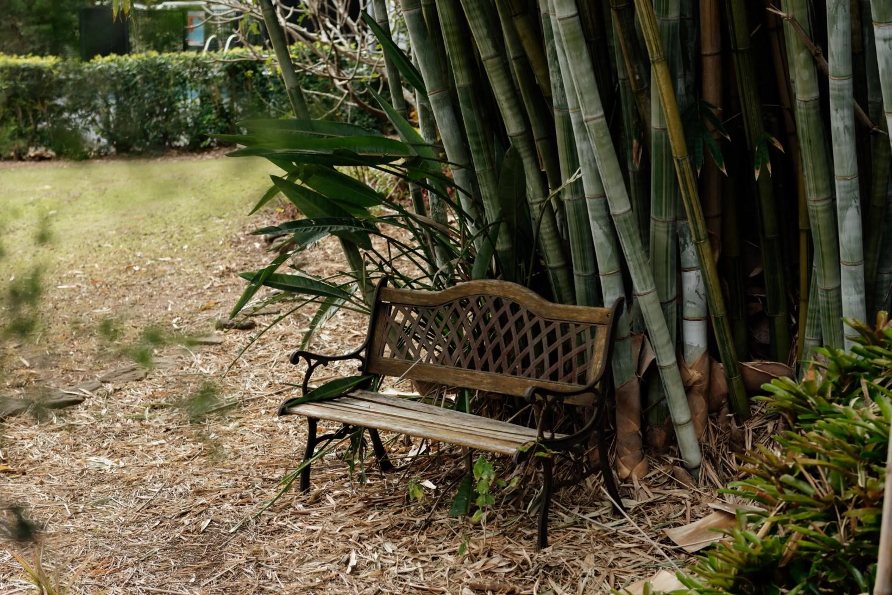 Natural landscape in Tuckeroo Cottages & Gardens - Blue Wren & Kookaburra
