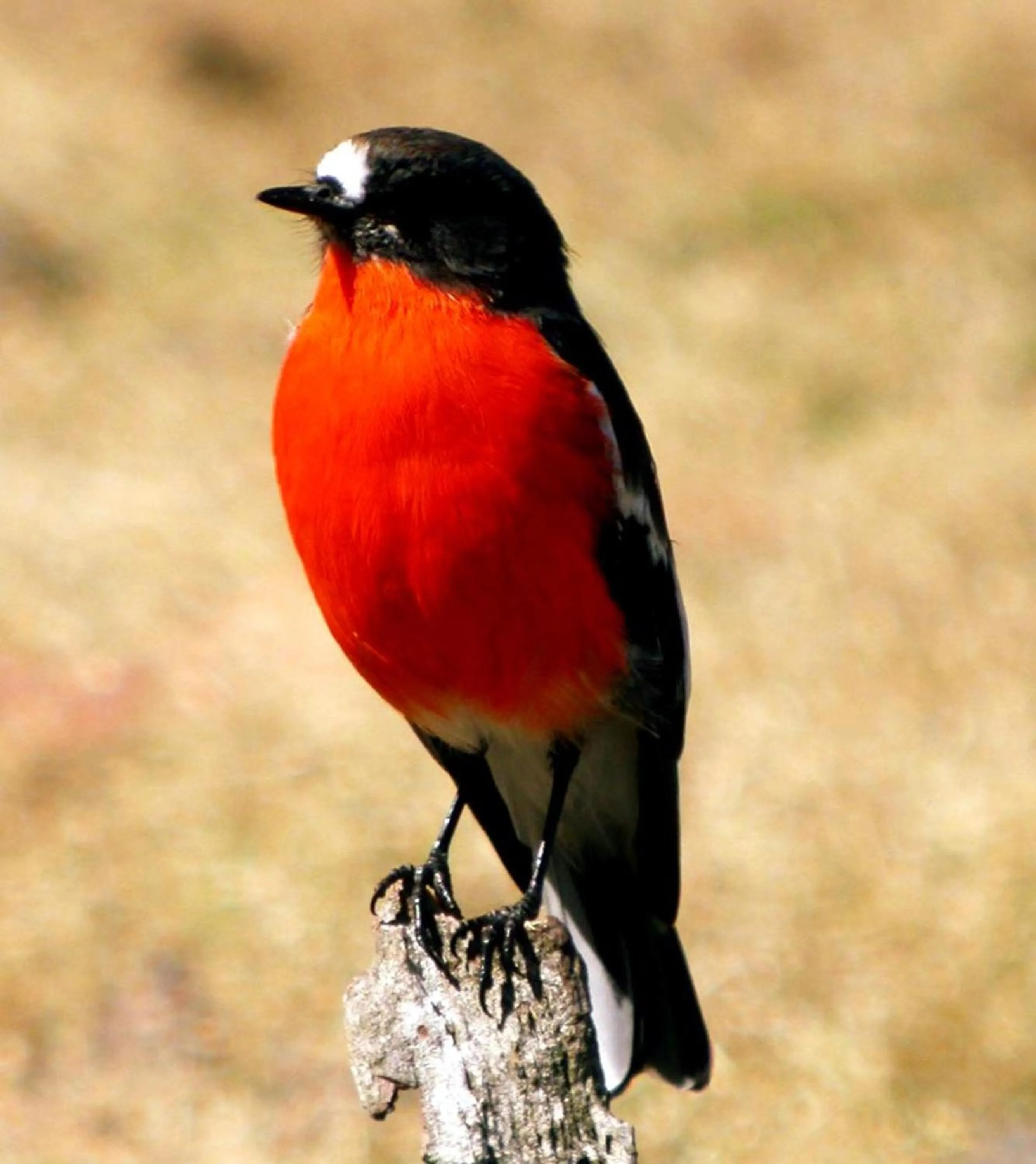 Animals in Lumera Eco Chalets