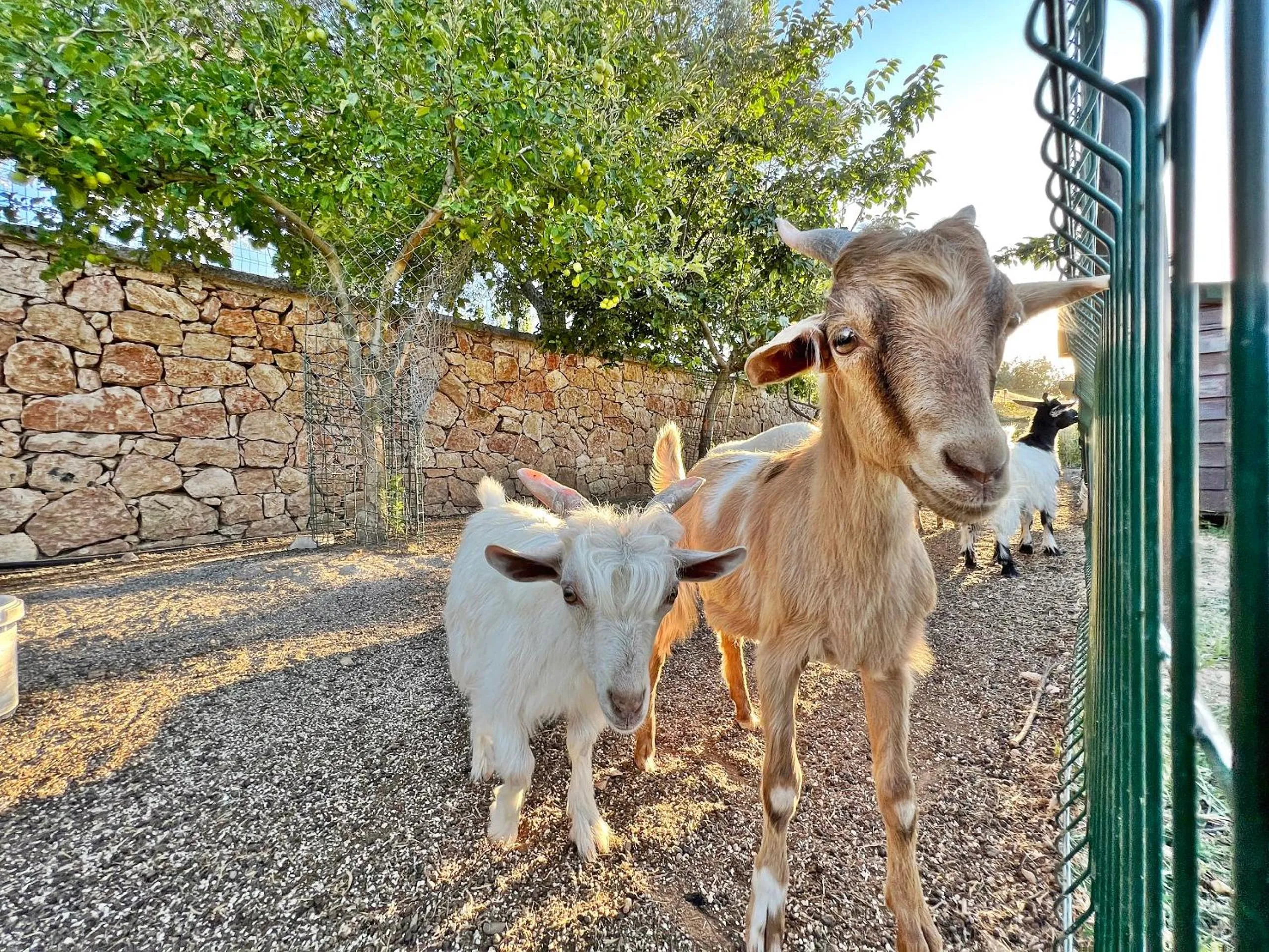 Animals in Turnaboğazı Çiftlik Evleri