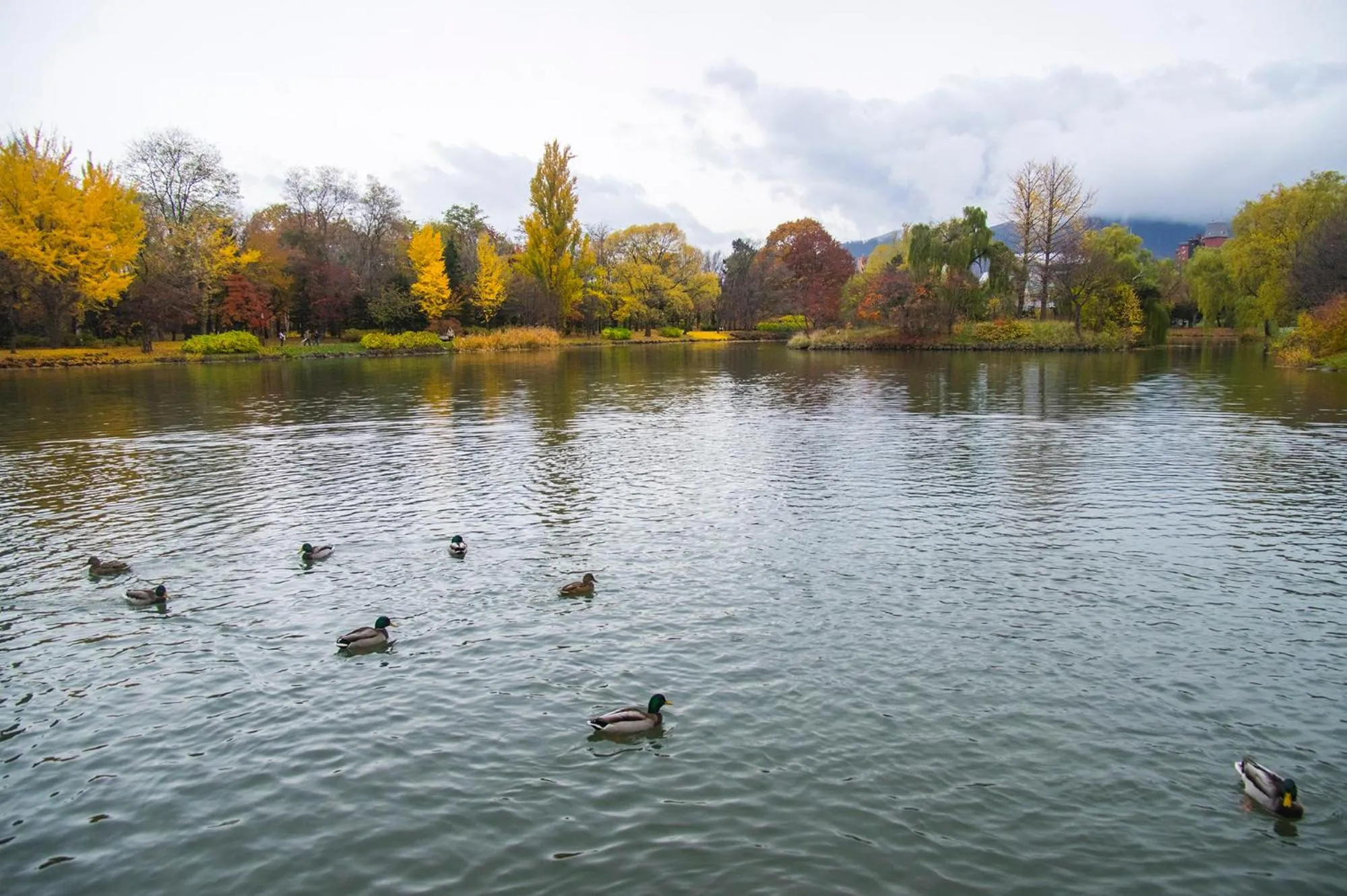 Natural landscape in Clover House Sapporo