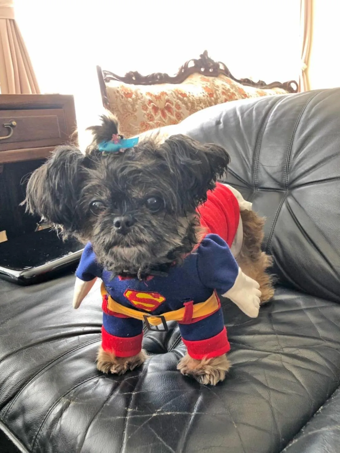 Pets in Clover House Sapporo