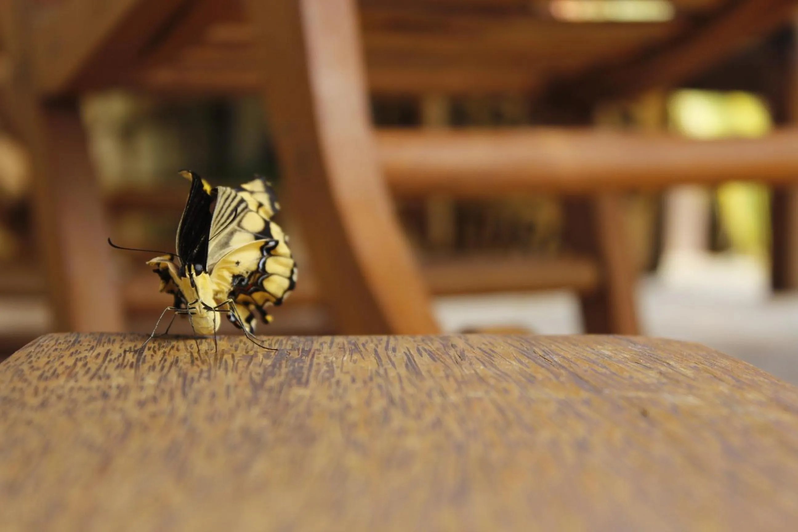 Animals in Pousada Água de Fuego