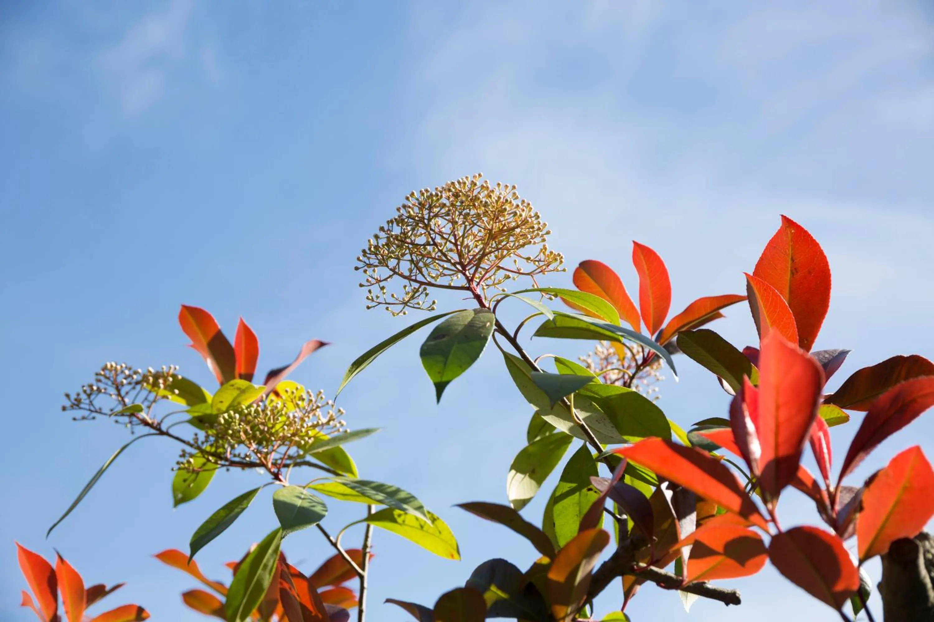 Spring in Villa Sestilia Guest House