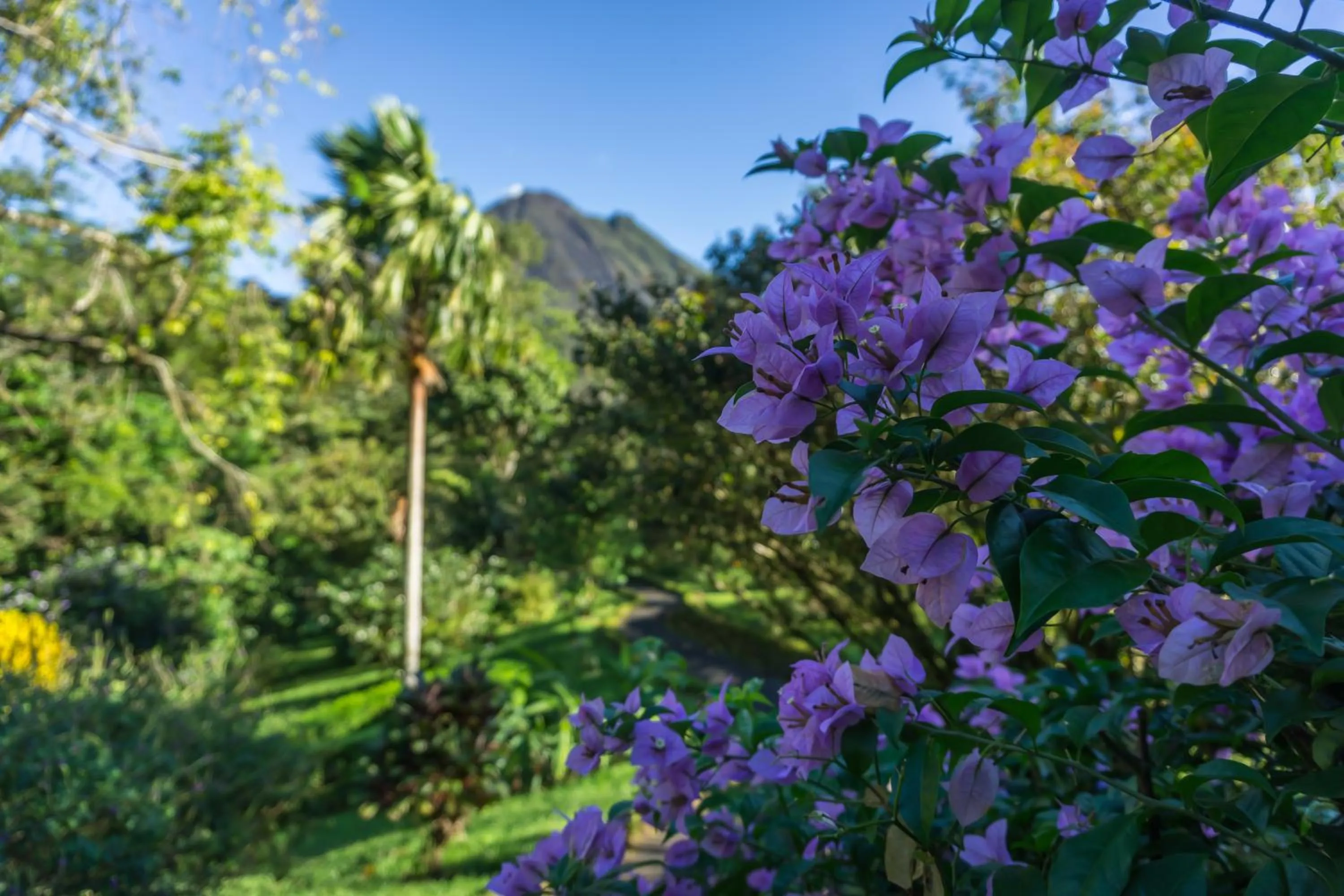 Garden in Arenal Observatory Lodge & Trails