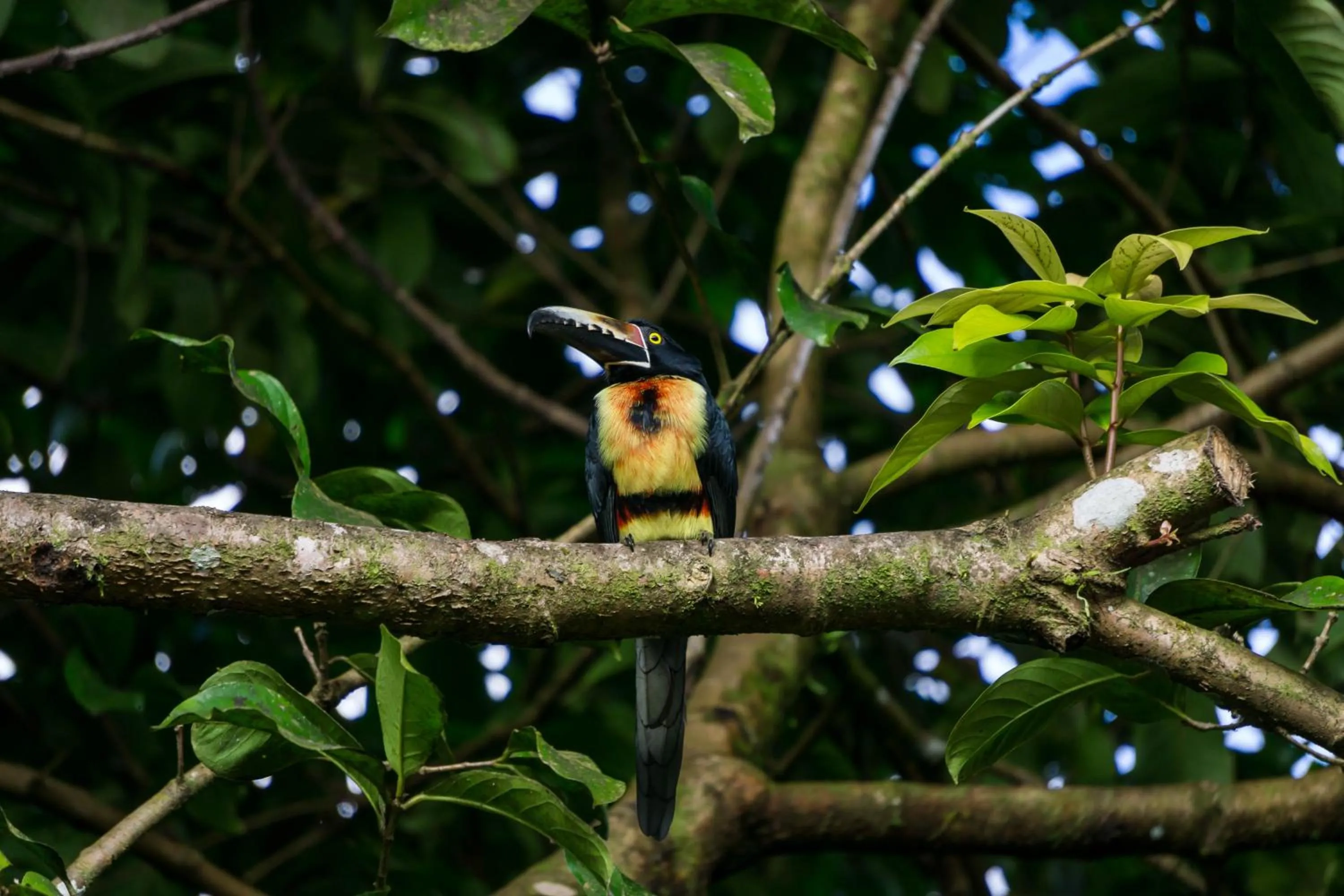 Hiking in Arenal Observatory Lodge & Trails