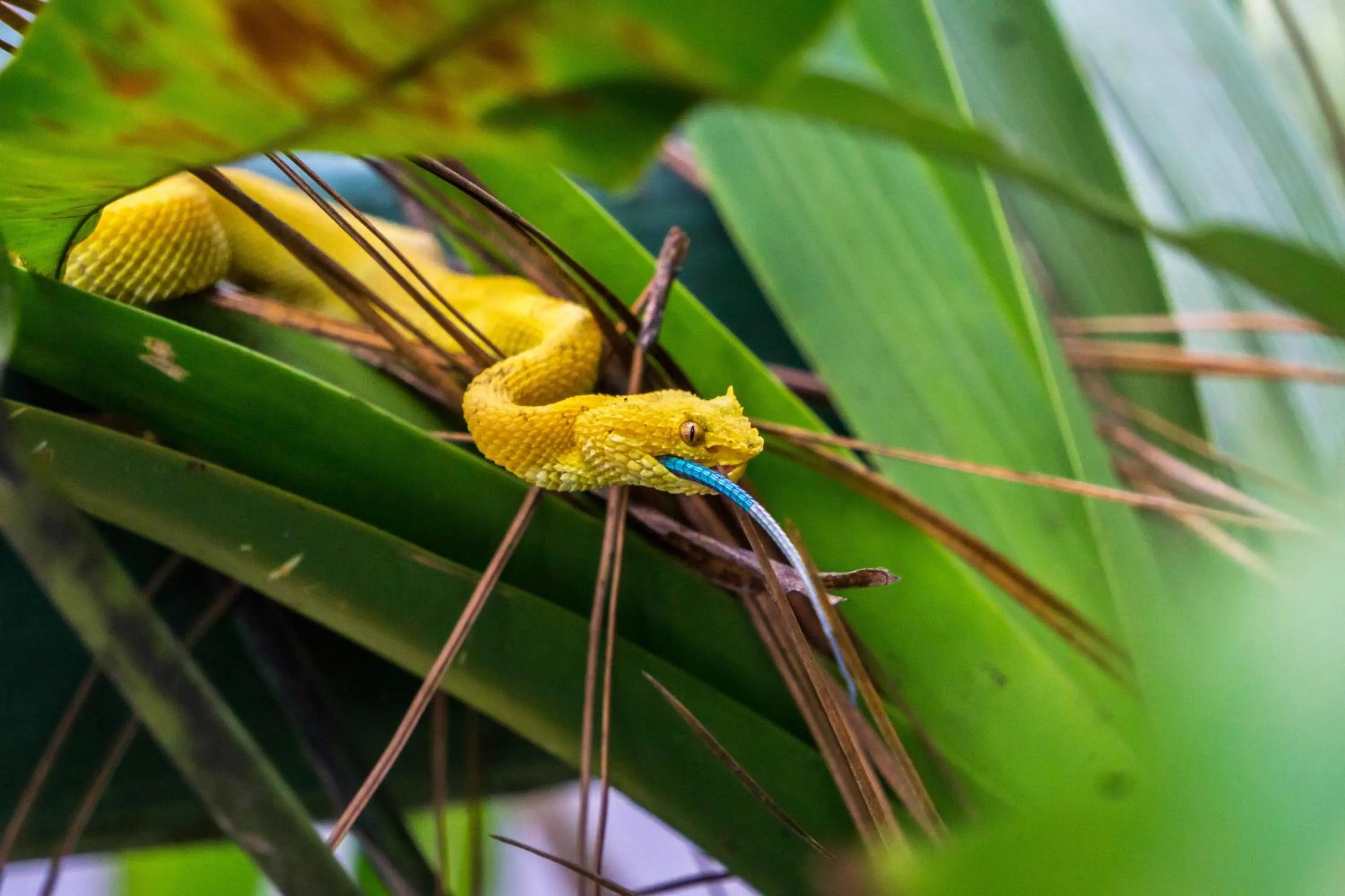 Animals in Arenal Observatory Lodge & Trails