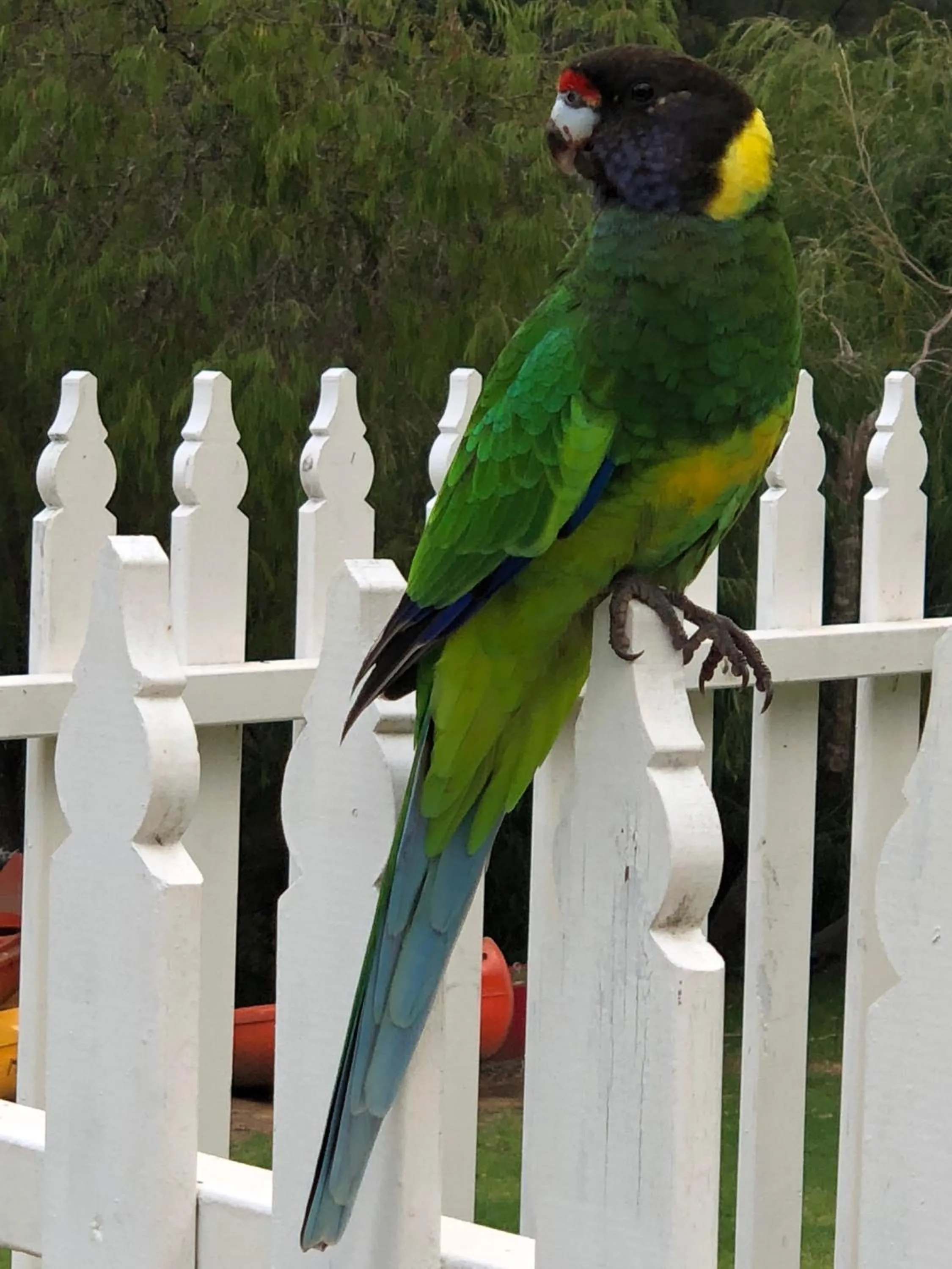 Natural landscape in Riverview Tourist Park