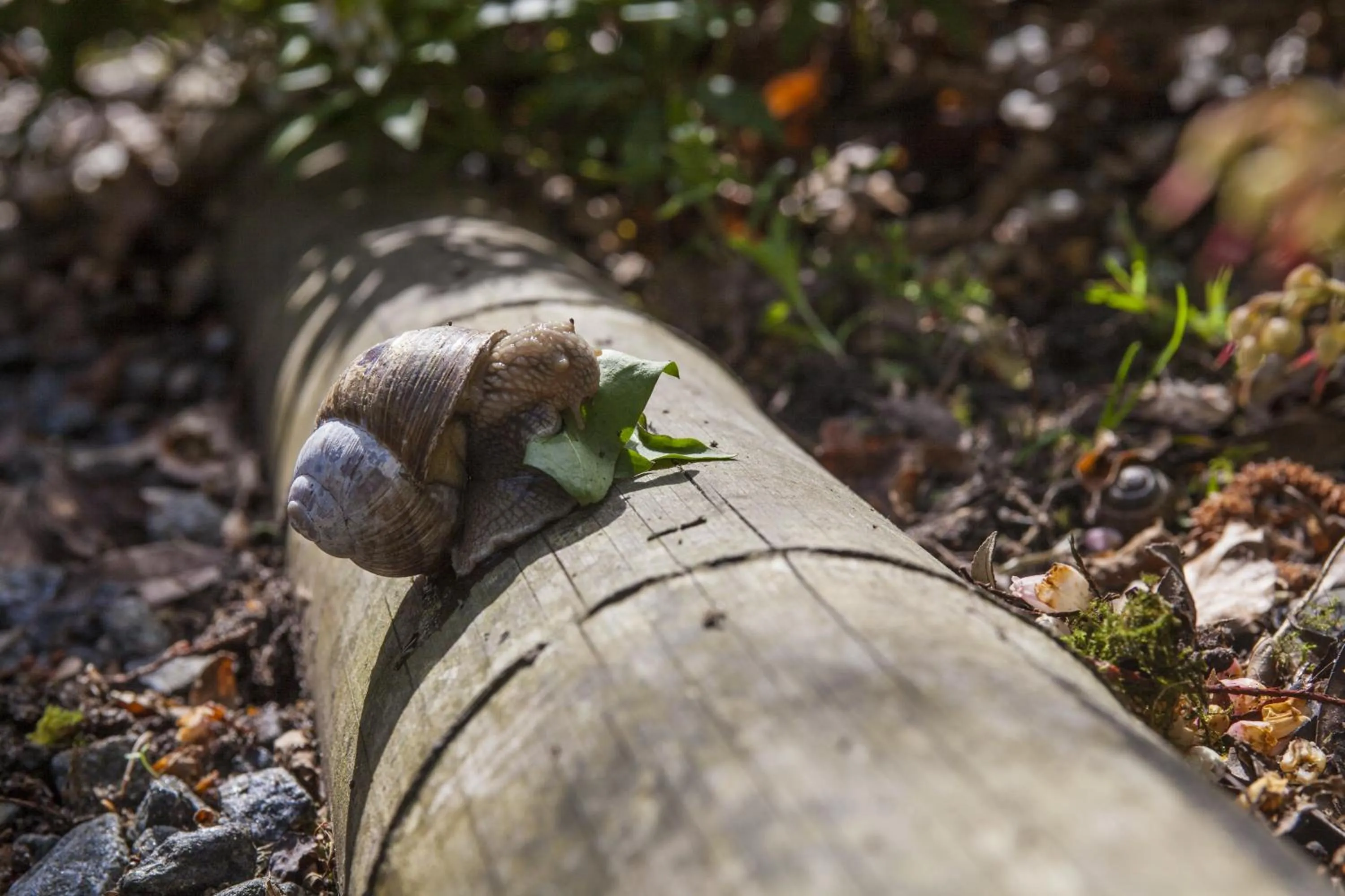 Garden in Bed & Breakfast Horsens
