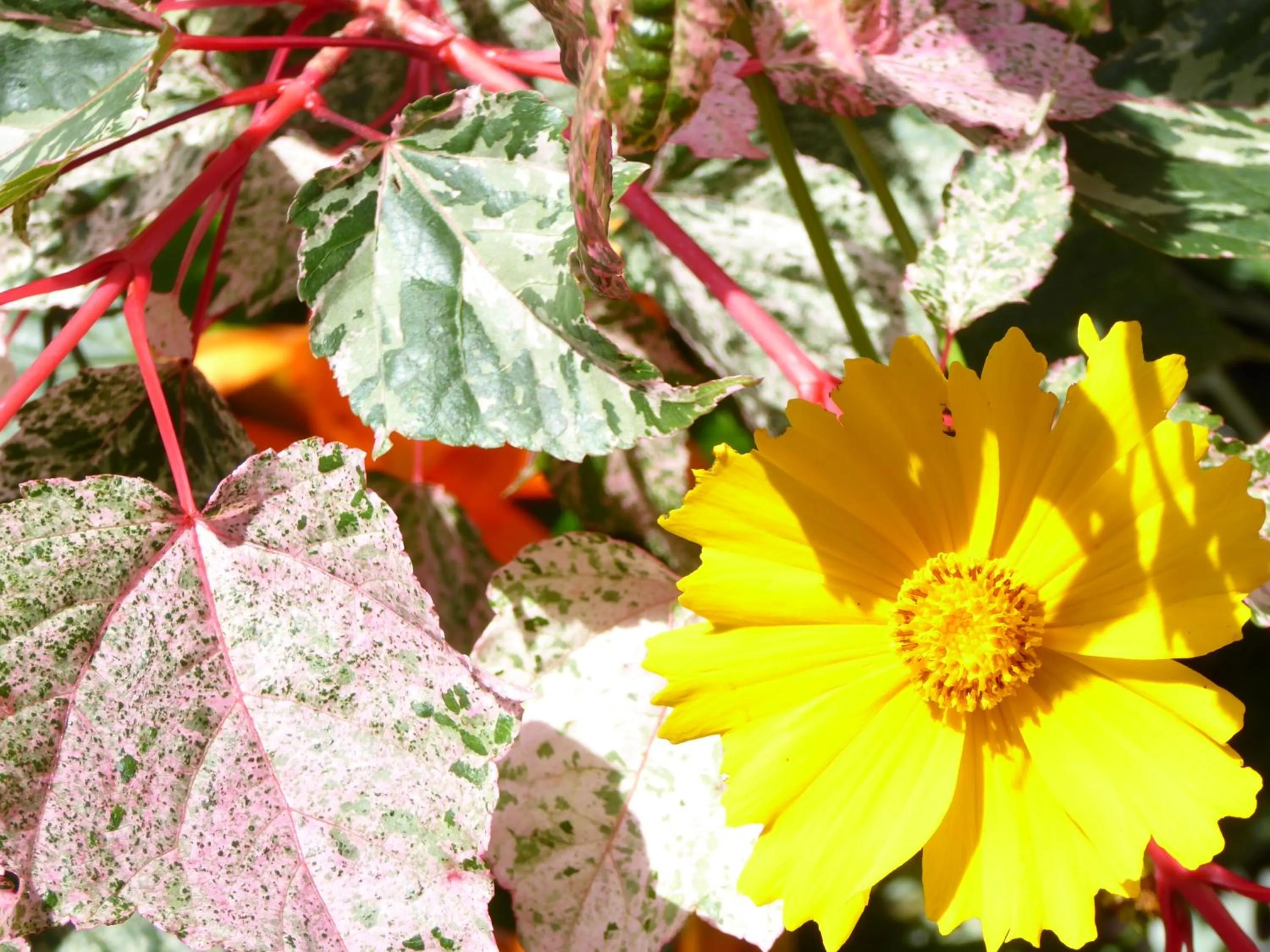 Garden in B&B Pappelweg - 2