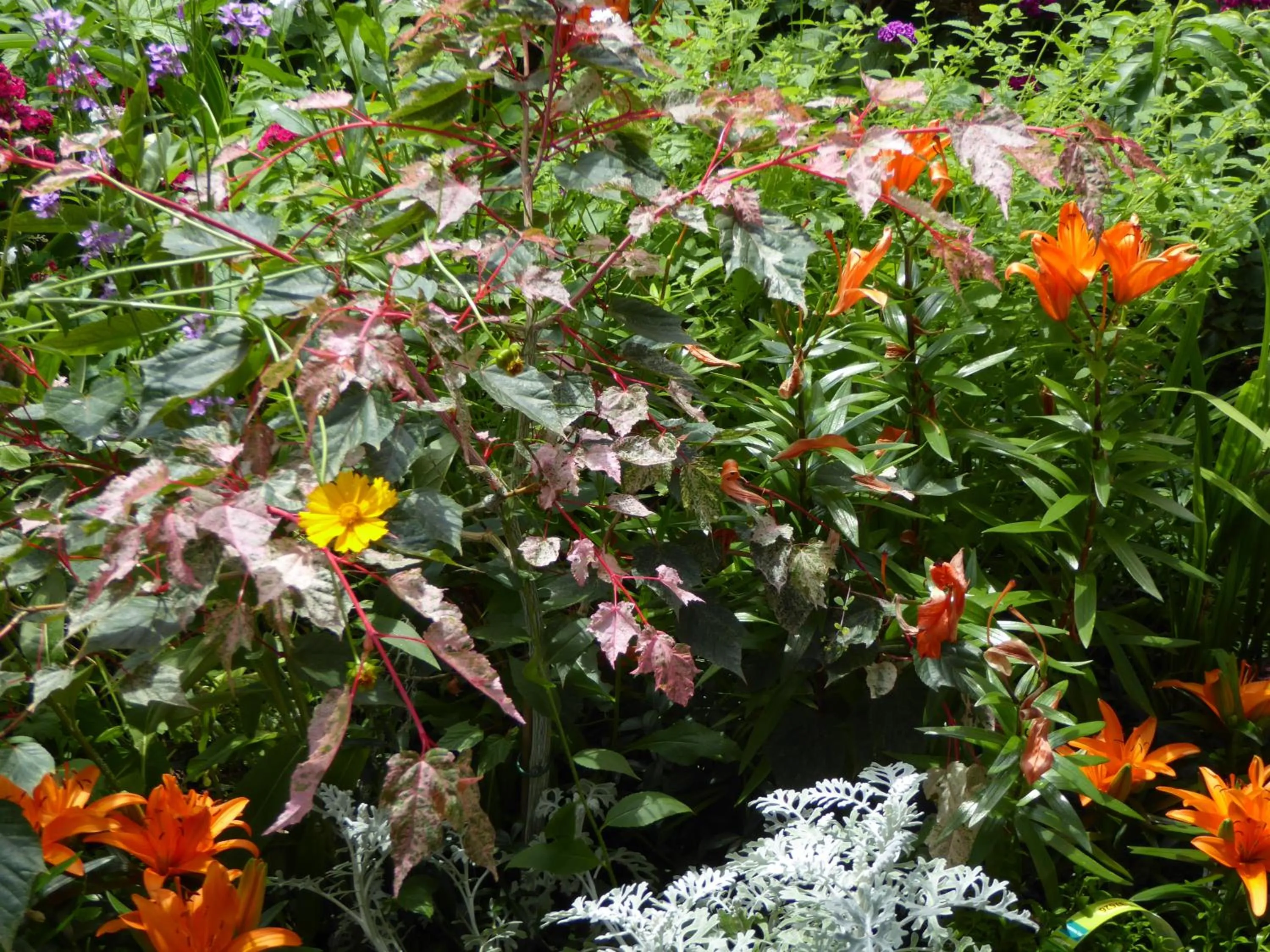 Garden in B&B Pappelweg - 2