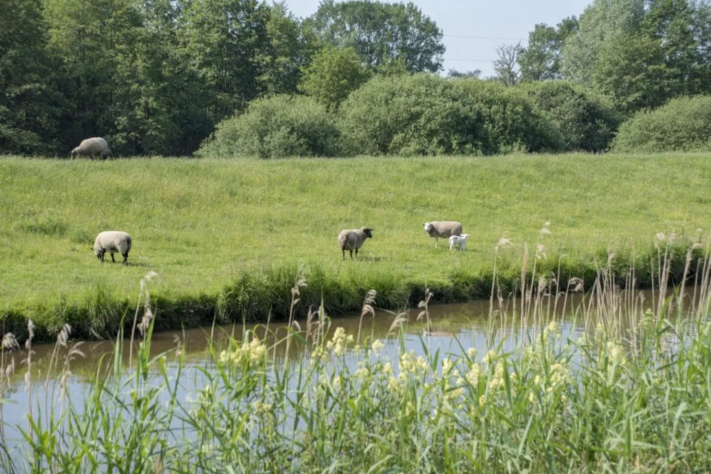 Natural landscape in Hotel Am Deich