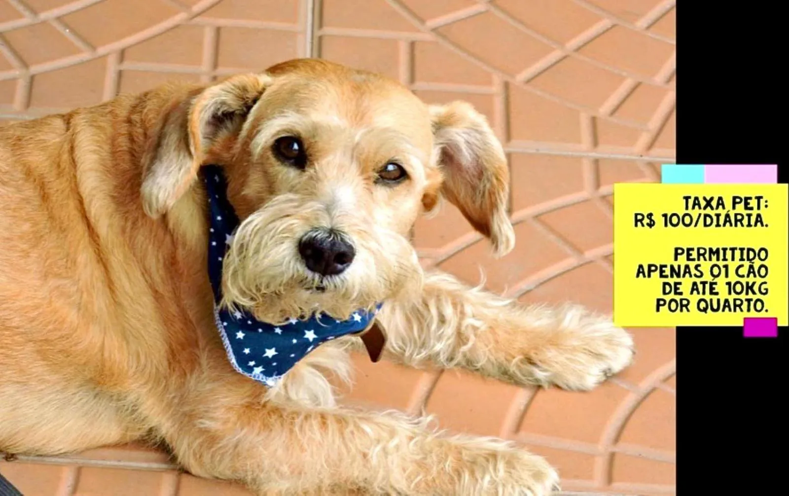 Animals in Pousada Pedra Rosa