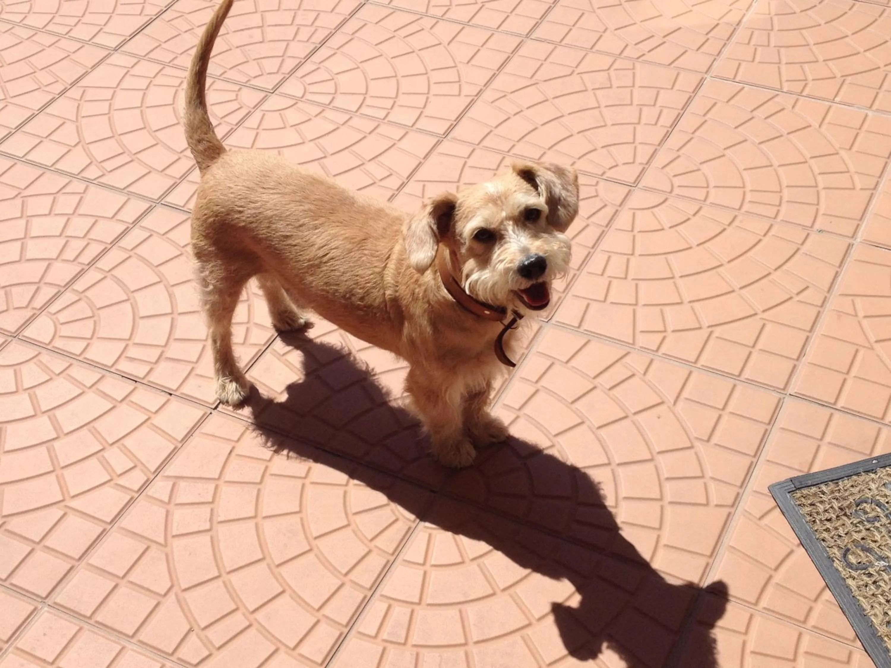 Animals in Pousada Pedra Rosa