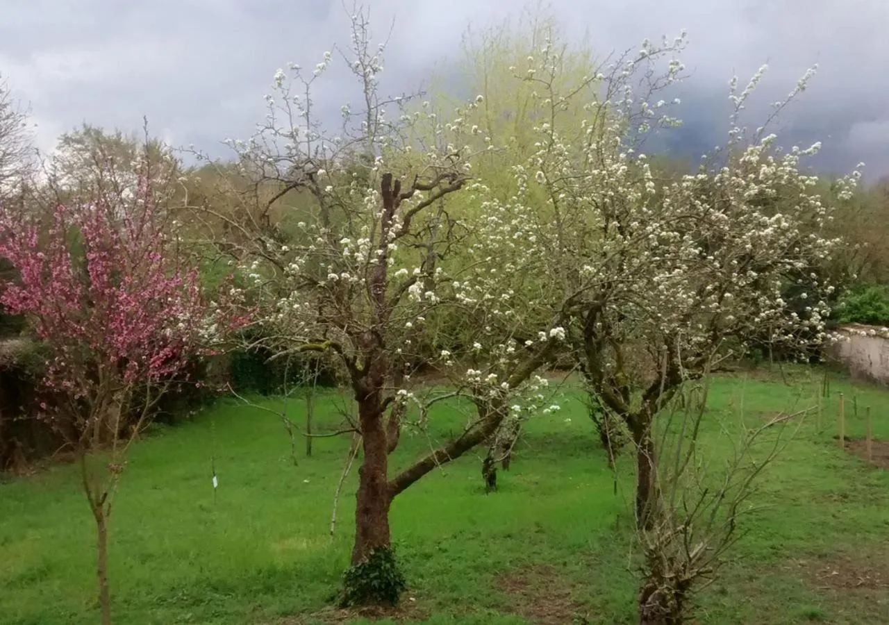 Garden in Chambres d'hôtes Coté Halles