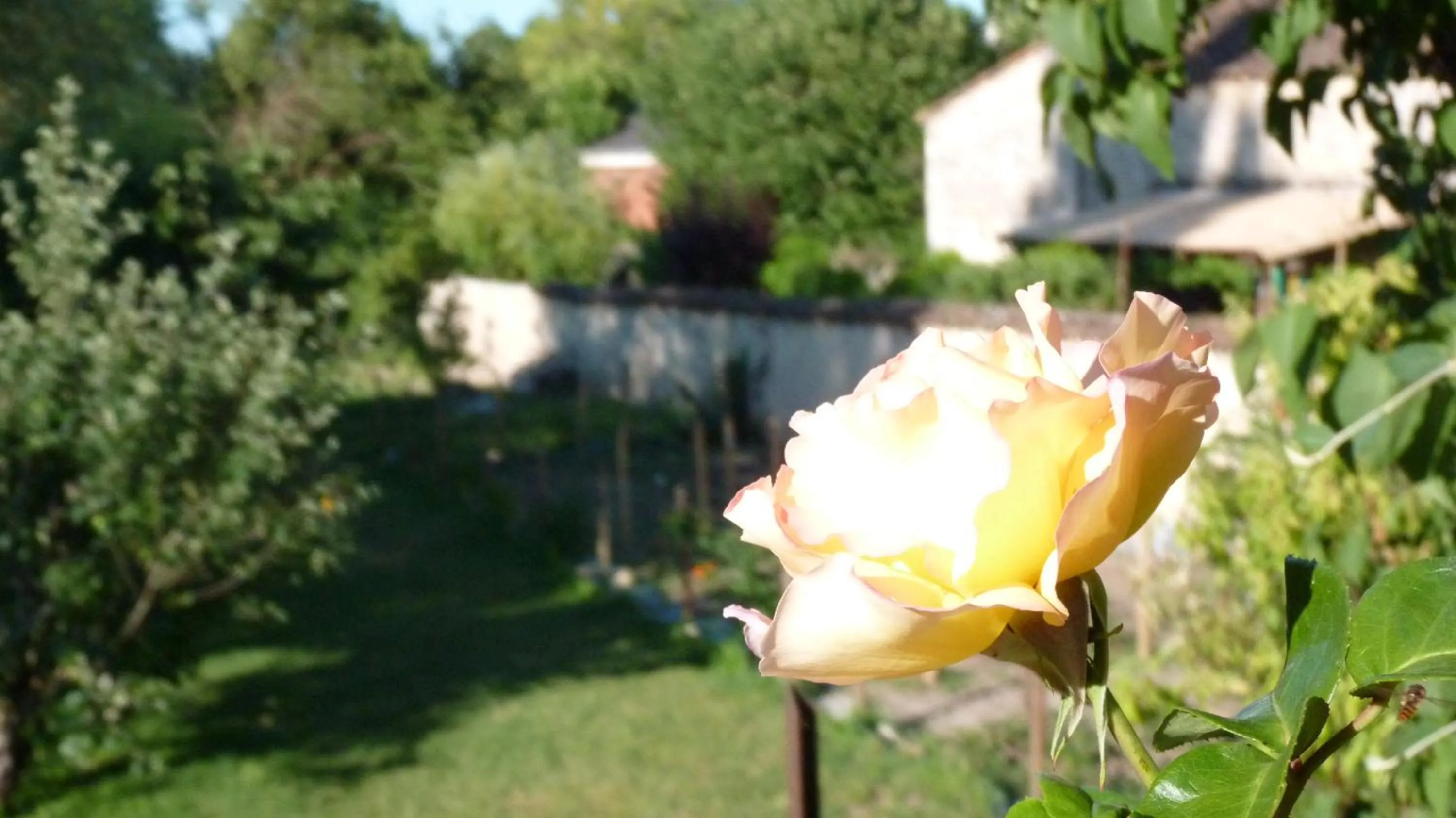 Garden in Chambres d'hôtes Coté Halles