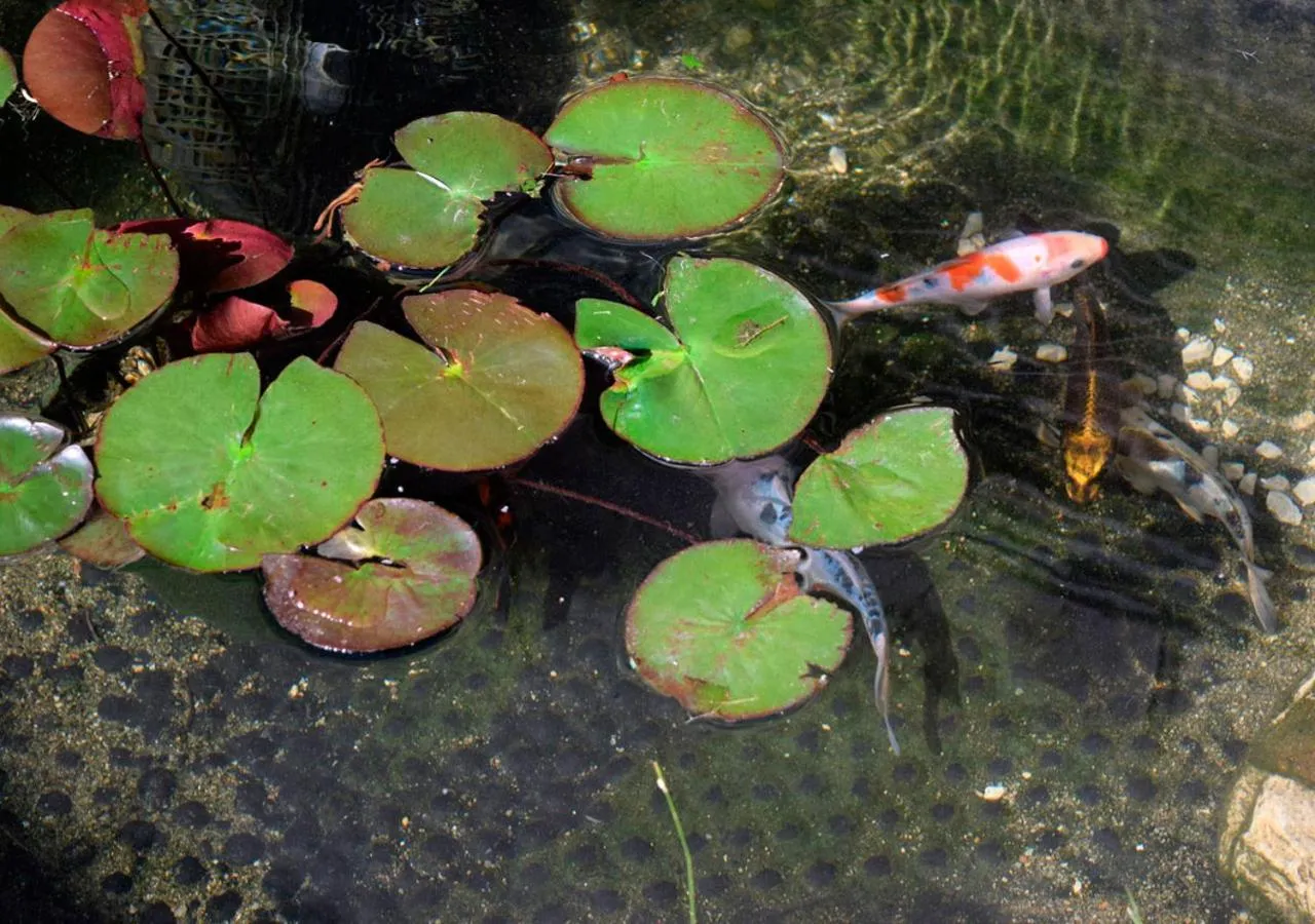 Garden in Chambres d'hôtes Coté Halles