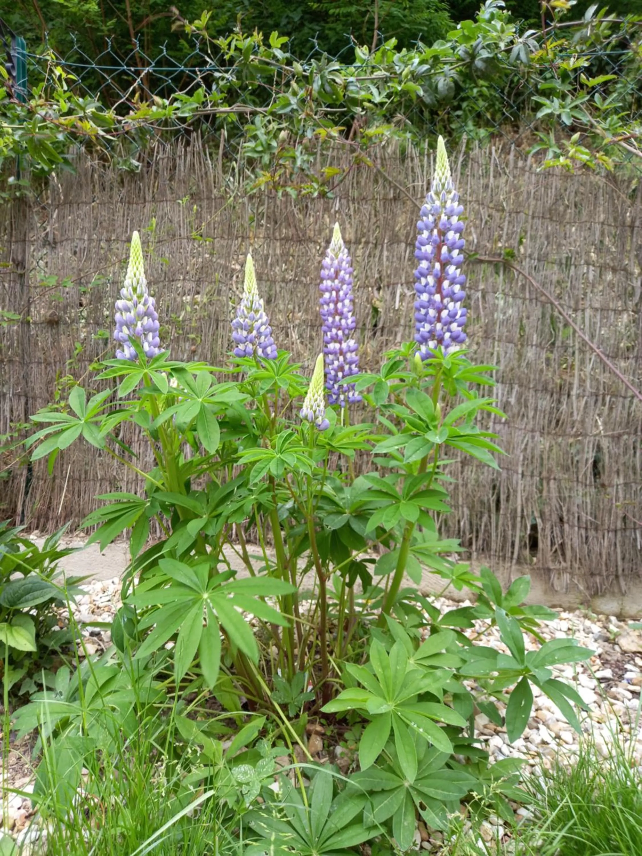 Garden in Aux penates de Toni Beauval