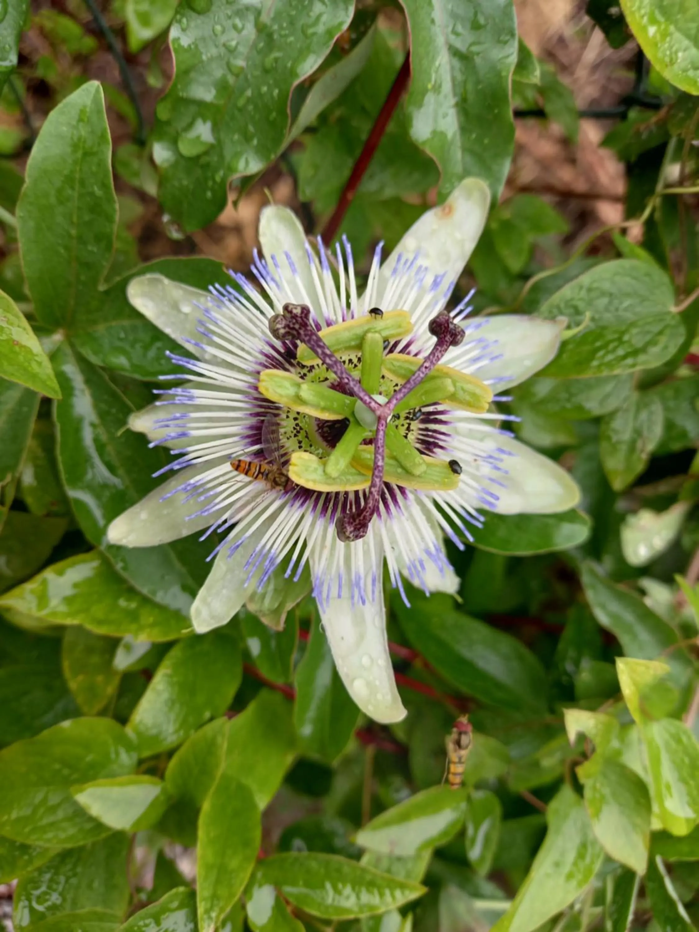 Garden in Aux penates de Toni Beauval