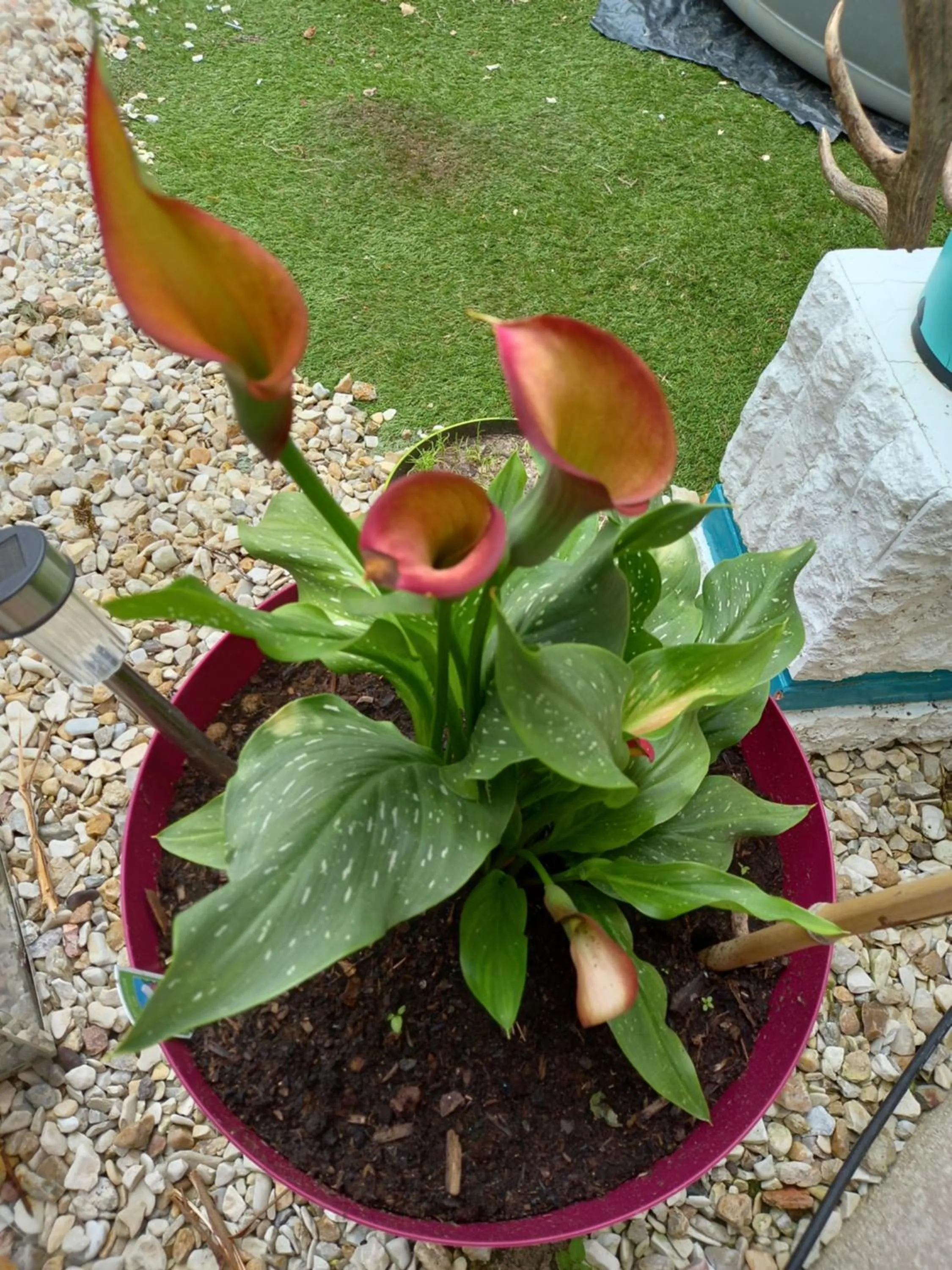 Garden in Aux penates de Toni Beauval