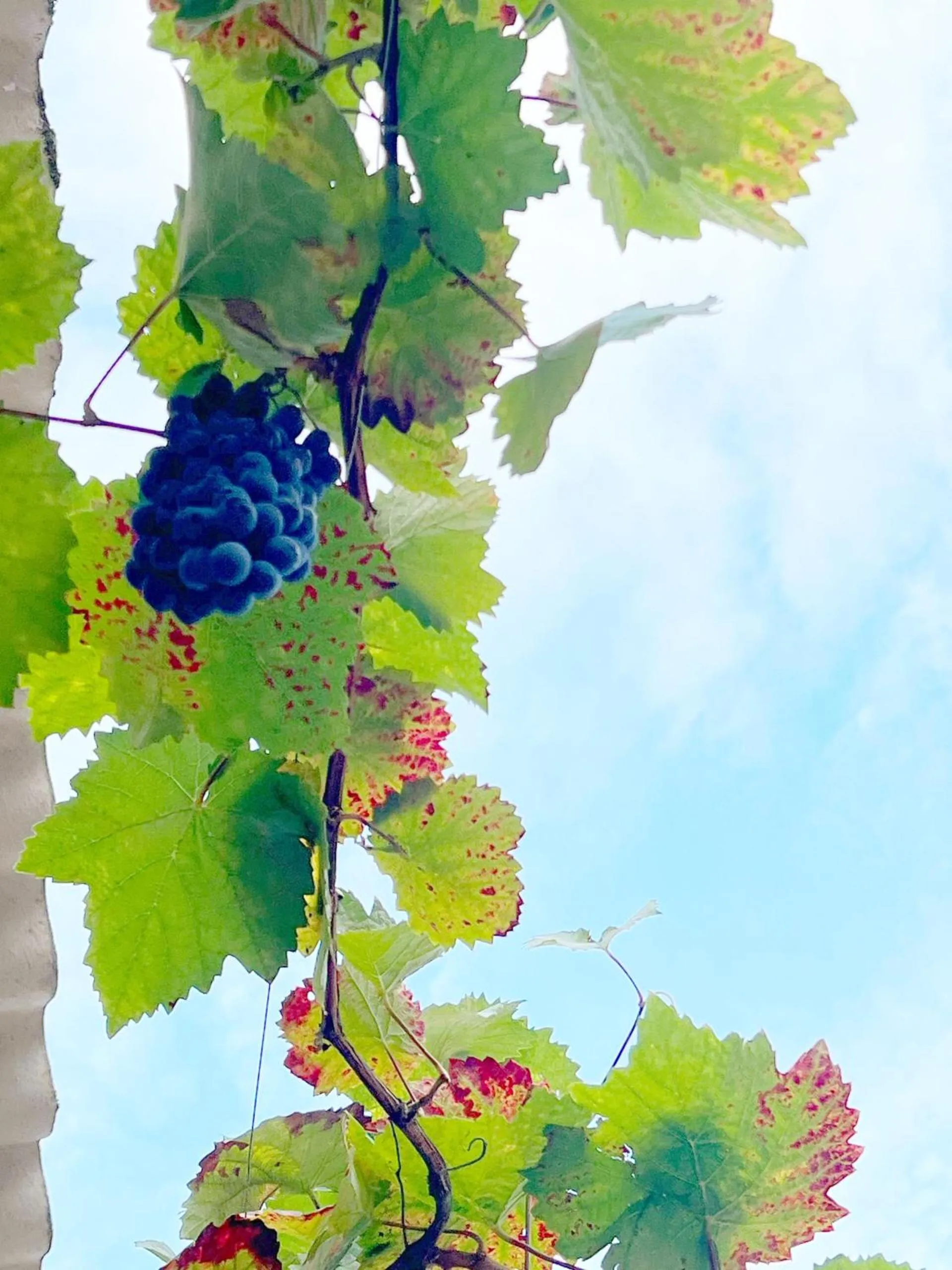 Natural landscape in Greifensteiner Hof